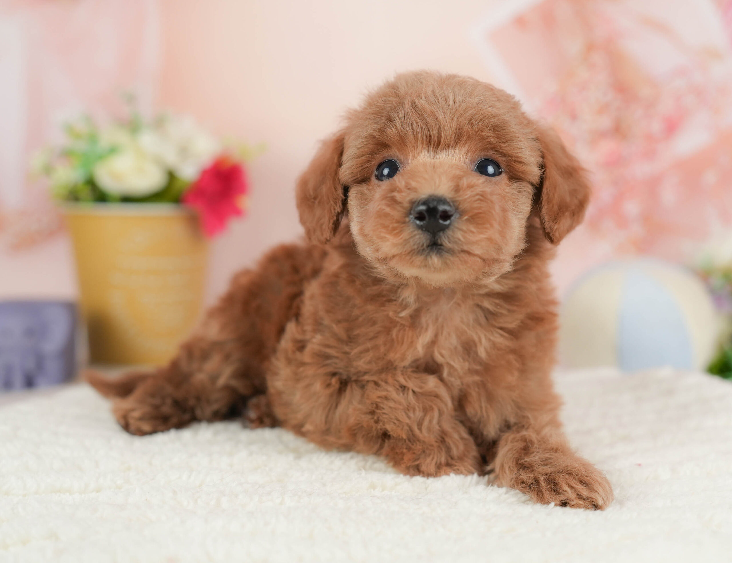 トイ・プードル | 男の子 | レッド | 2025年12月15日