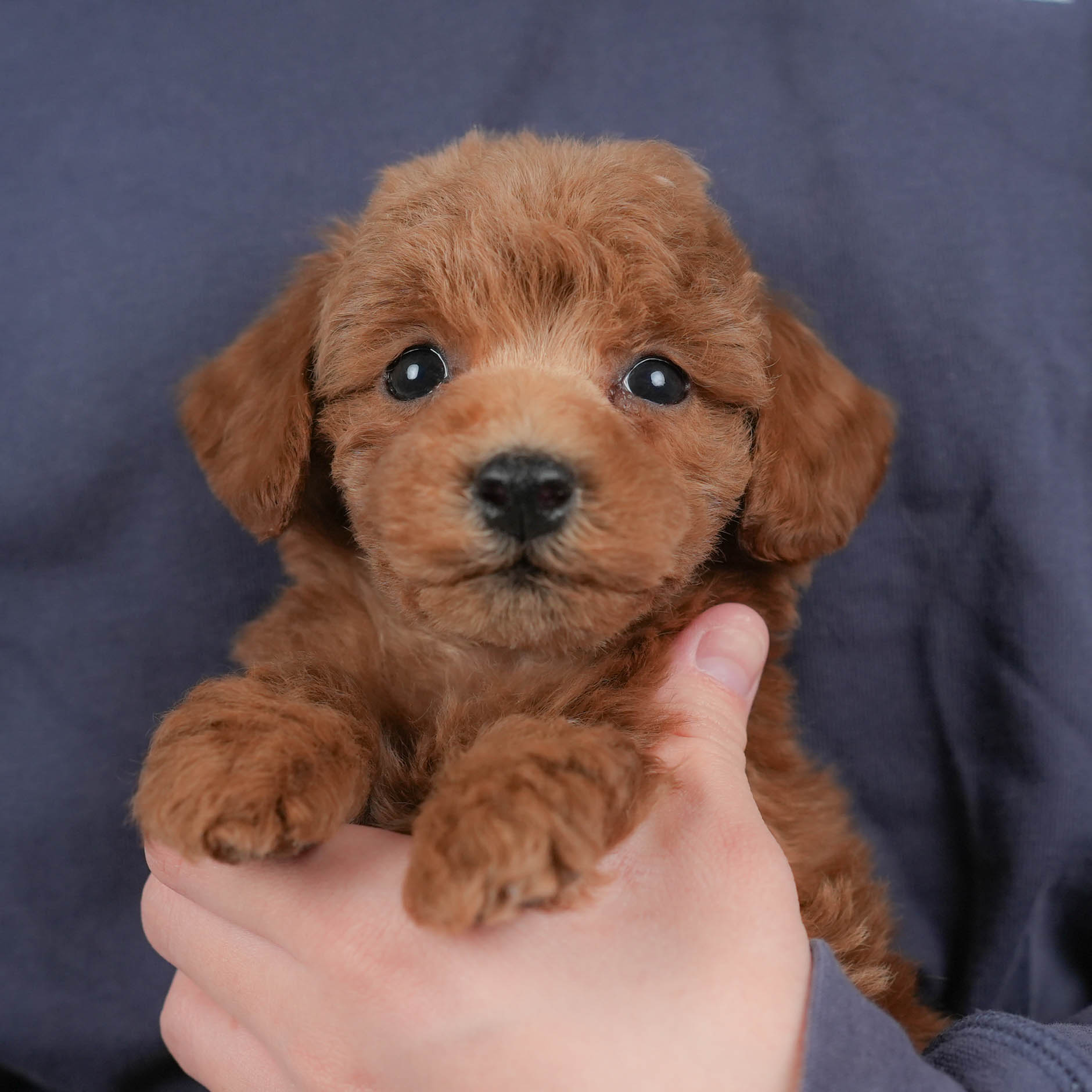 トイ・プードル | 女の子 | レッド | 2025年12月15日