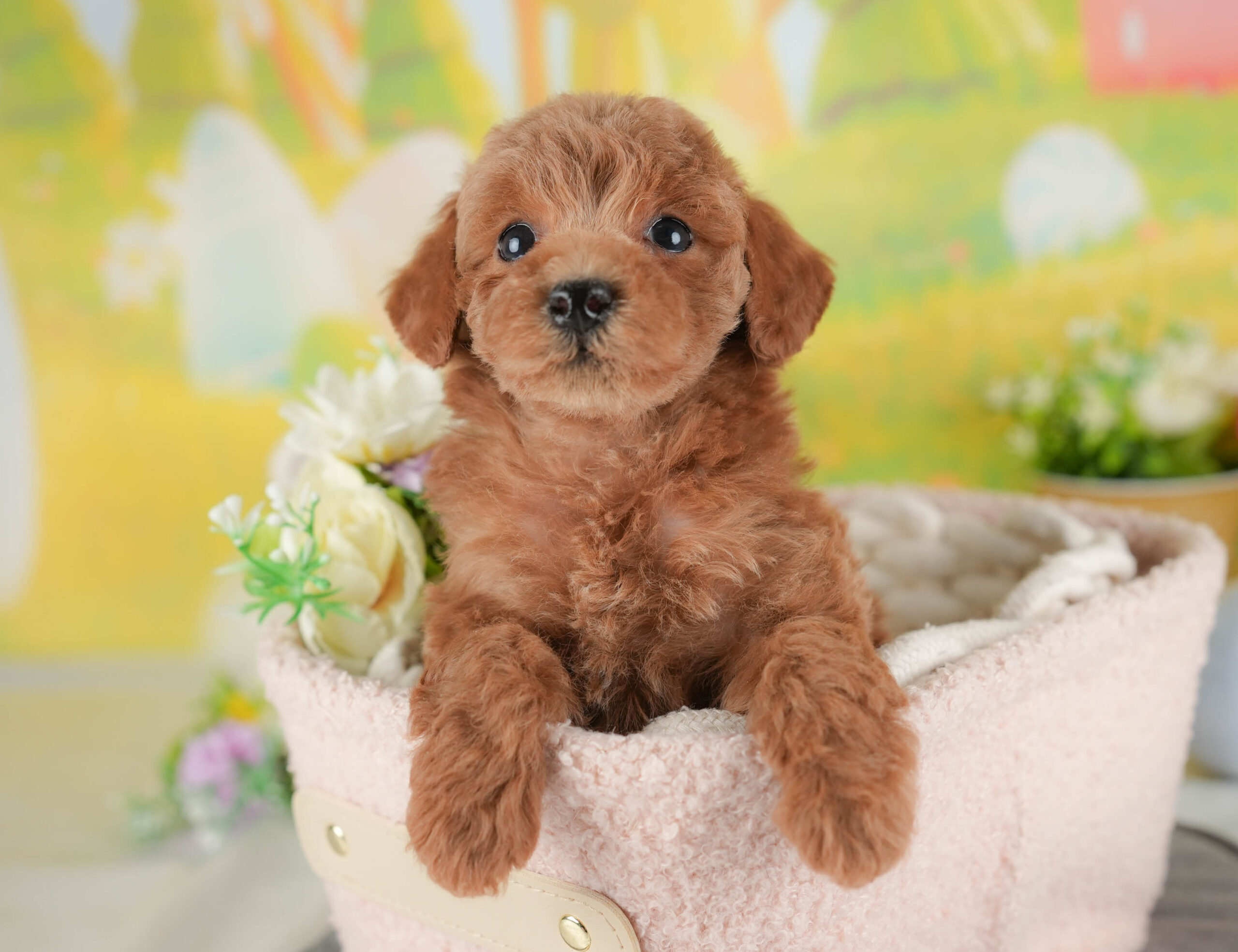 トイ・プードル | 女の子 | レッド | 2025年12月15日