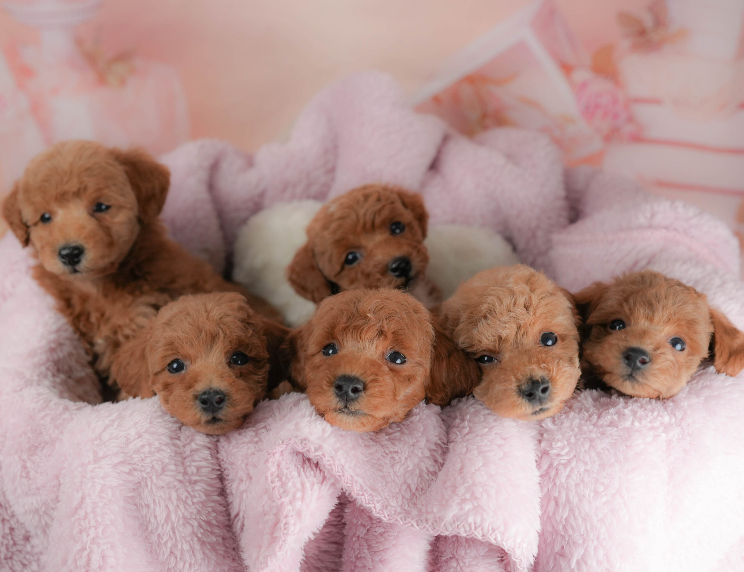 トイ・プードル | 女の子 | レッド | 2025年12月15日