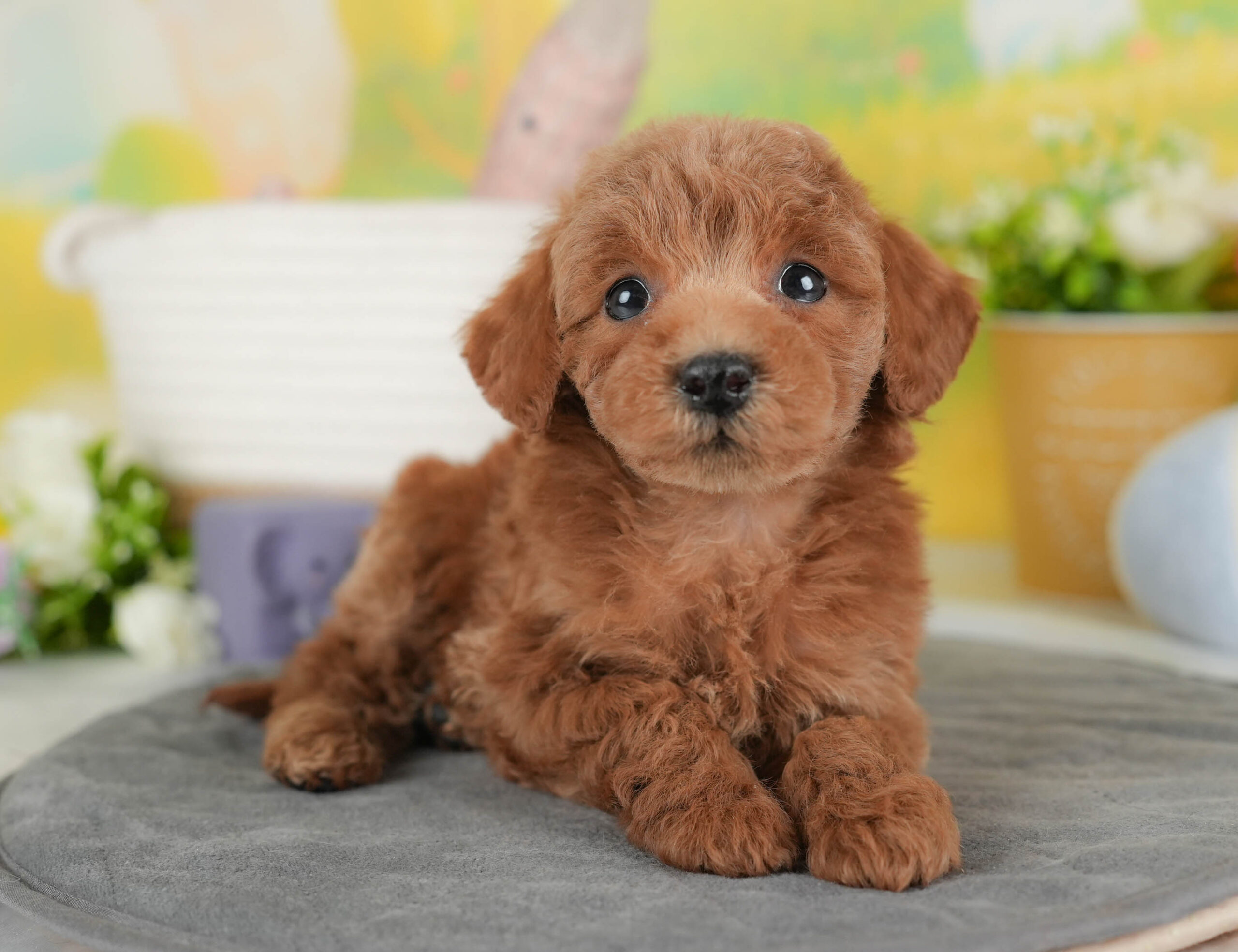 トイ・プードル | 女の子 | レッド | 2025年12月15日