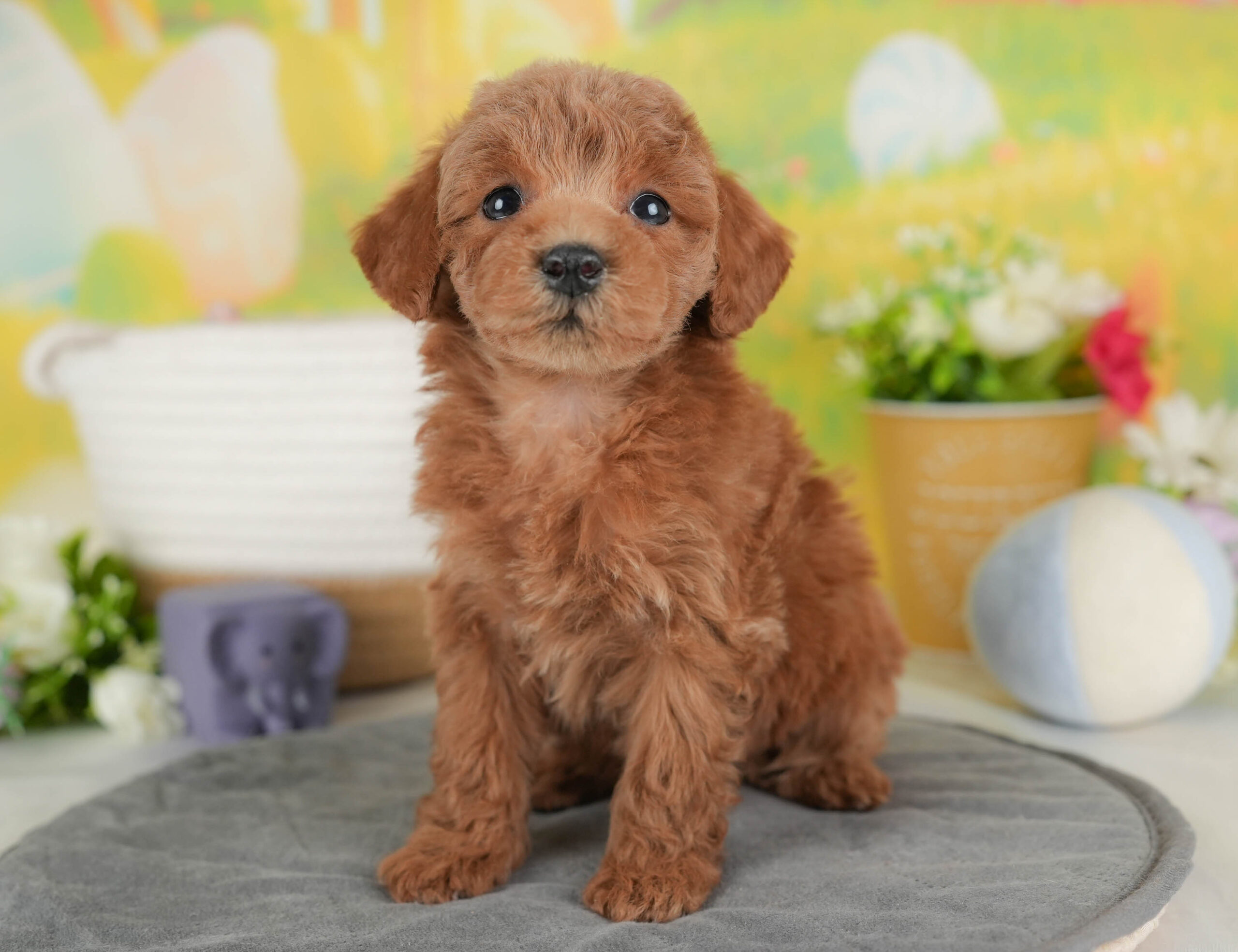 トイ・プードル | 女の子 | レッド | 2025年12月15日