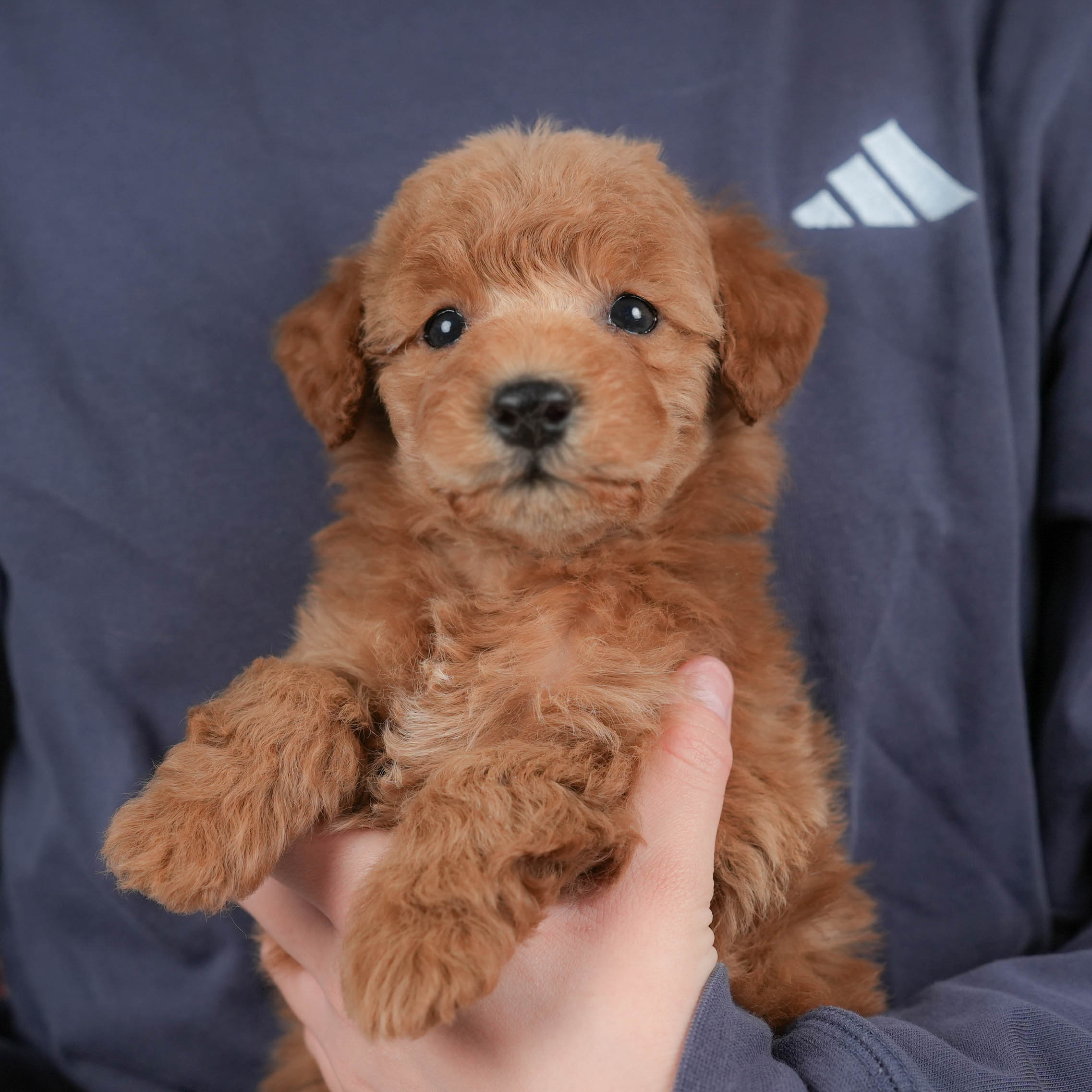 トイ・プードル | 男の子 | レッド | 2025年12月15日