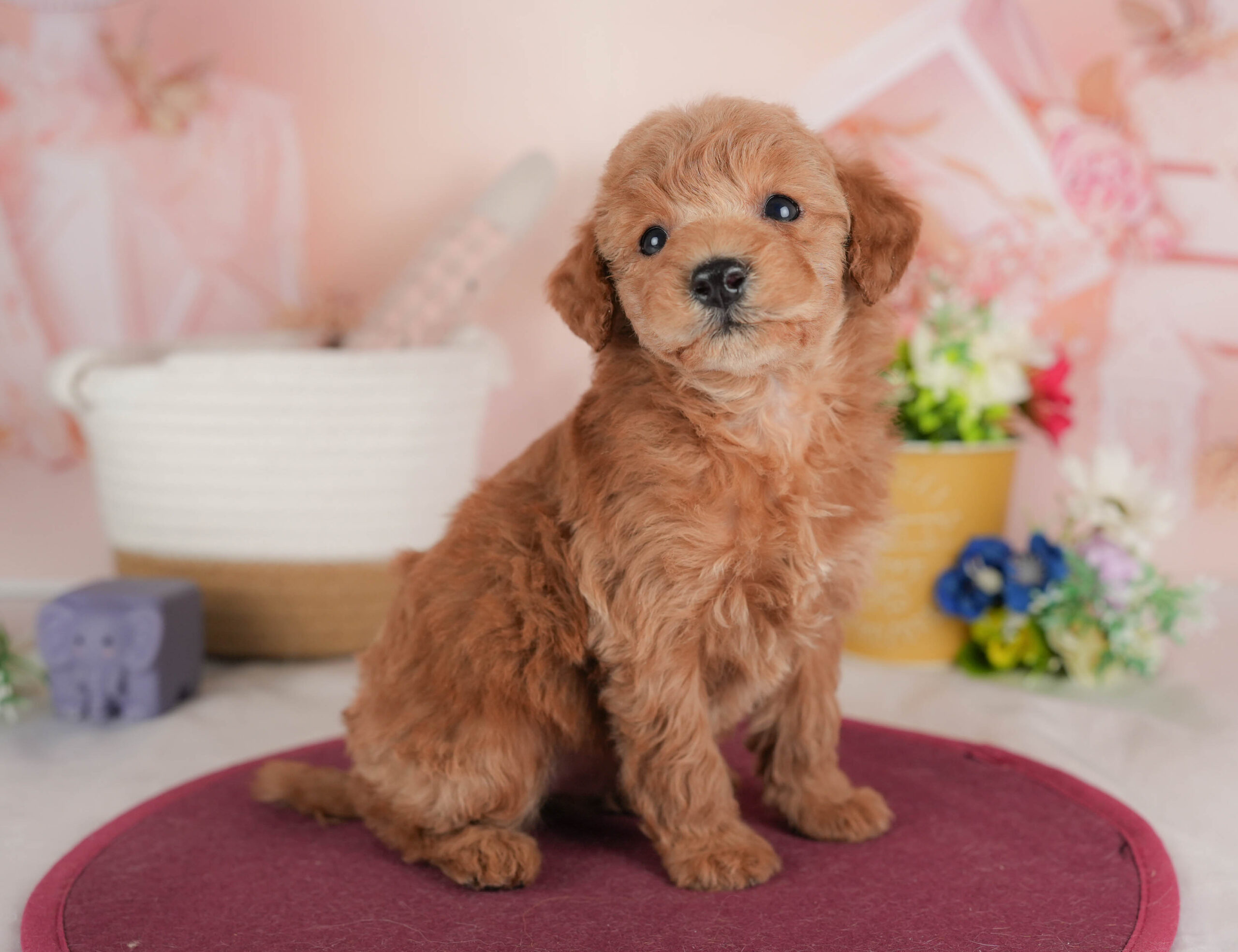 トイ・プードル | 男の子 | レッド | 2025年12月15日