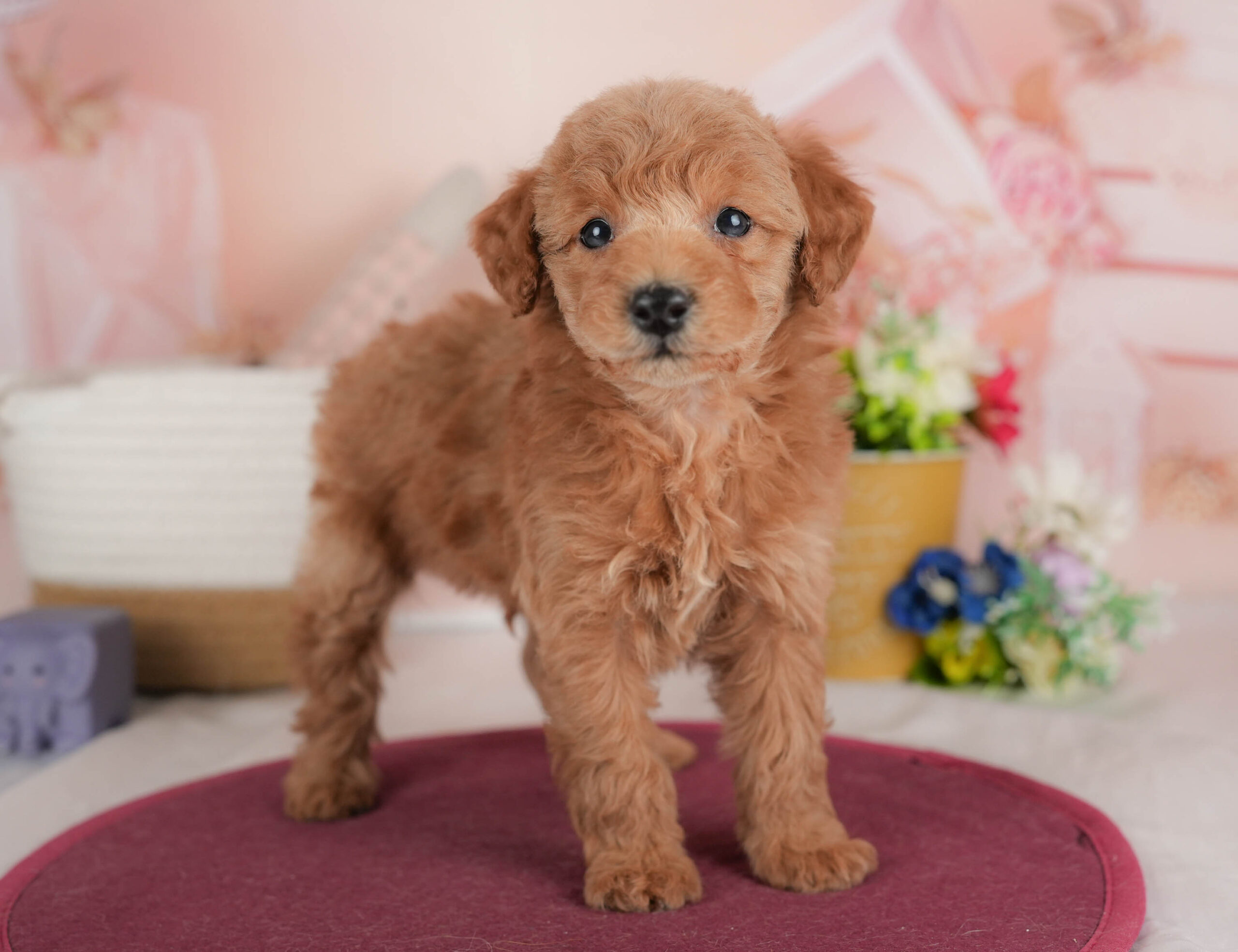 トイ・プードル | 男の子 | レッド | 2025年12月15日