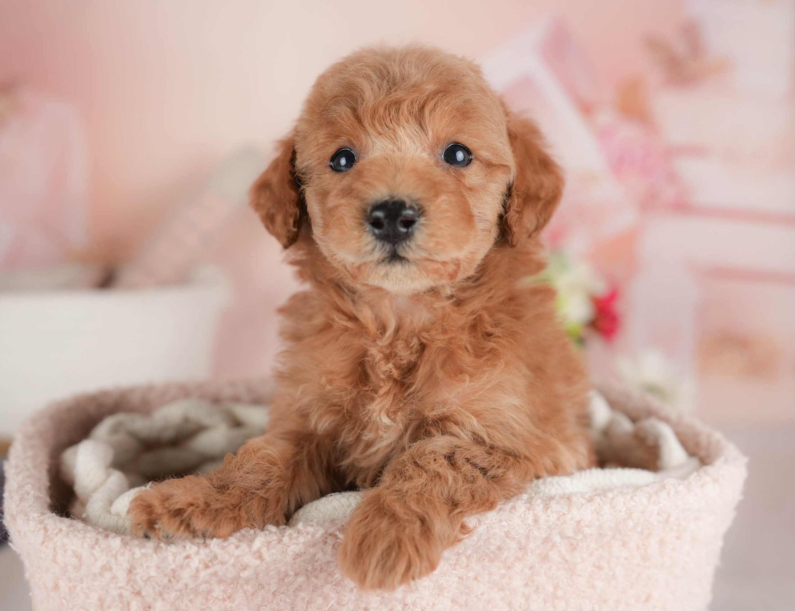 トイ・プードル | 男の子 | レッド | 2025年12月15日