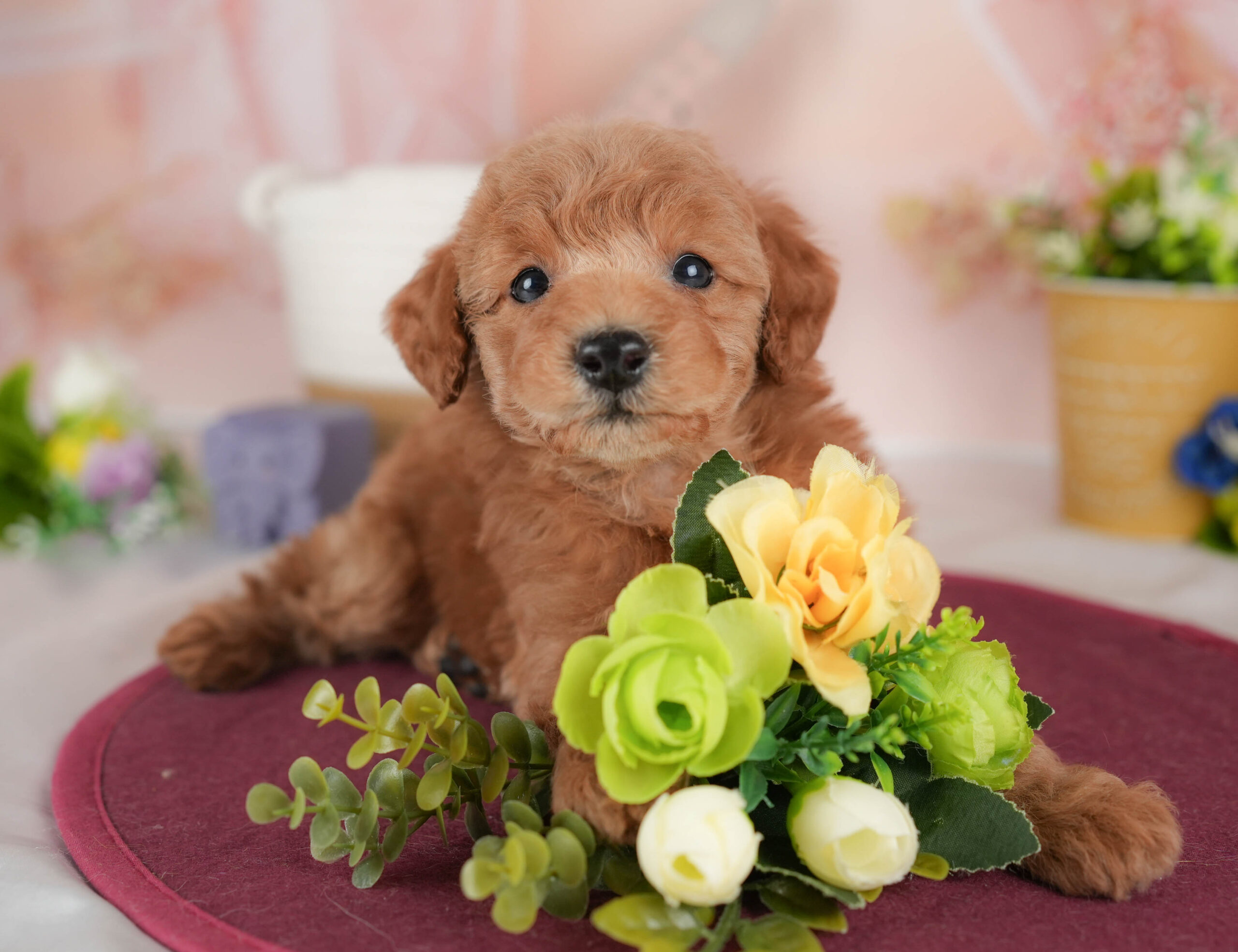 トイ・プードル | 男の子 | レッド | 2025年12月15日