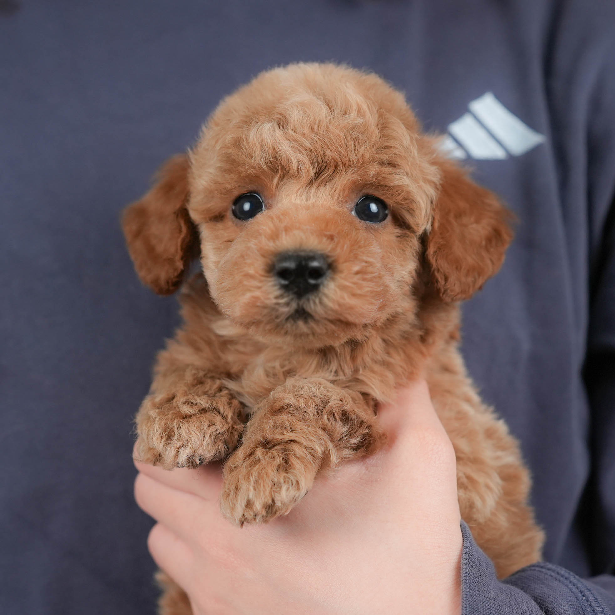 トイ・プードル | 男の子 | レッド | 2025年12月15日