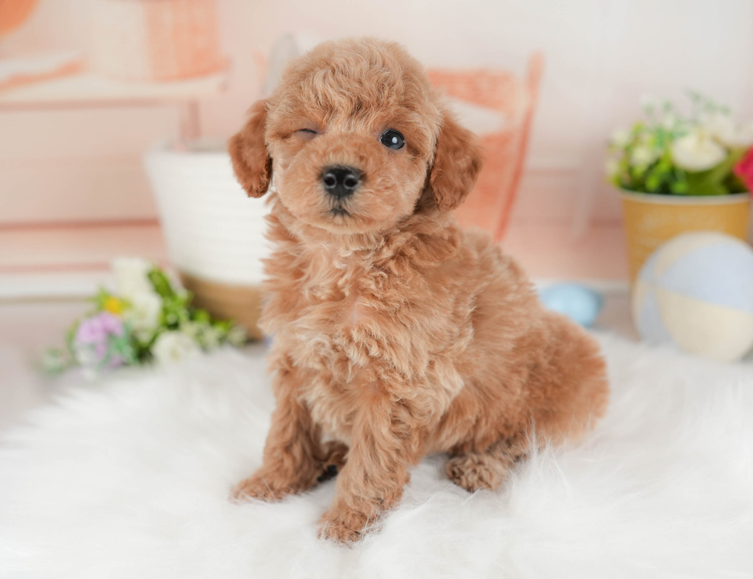 トイ・プードル | 男の子 | レッド | 2025年12月15日