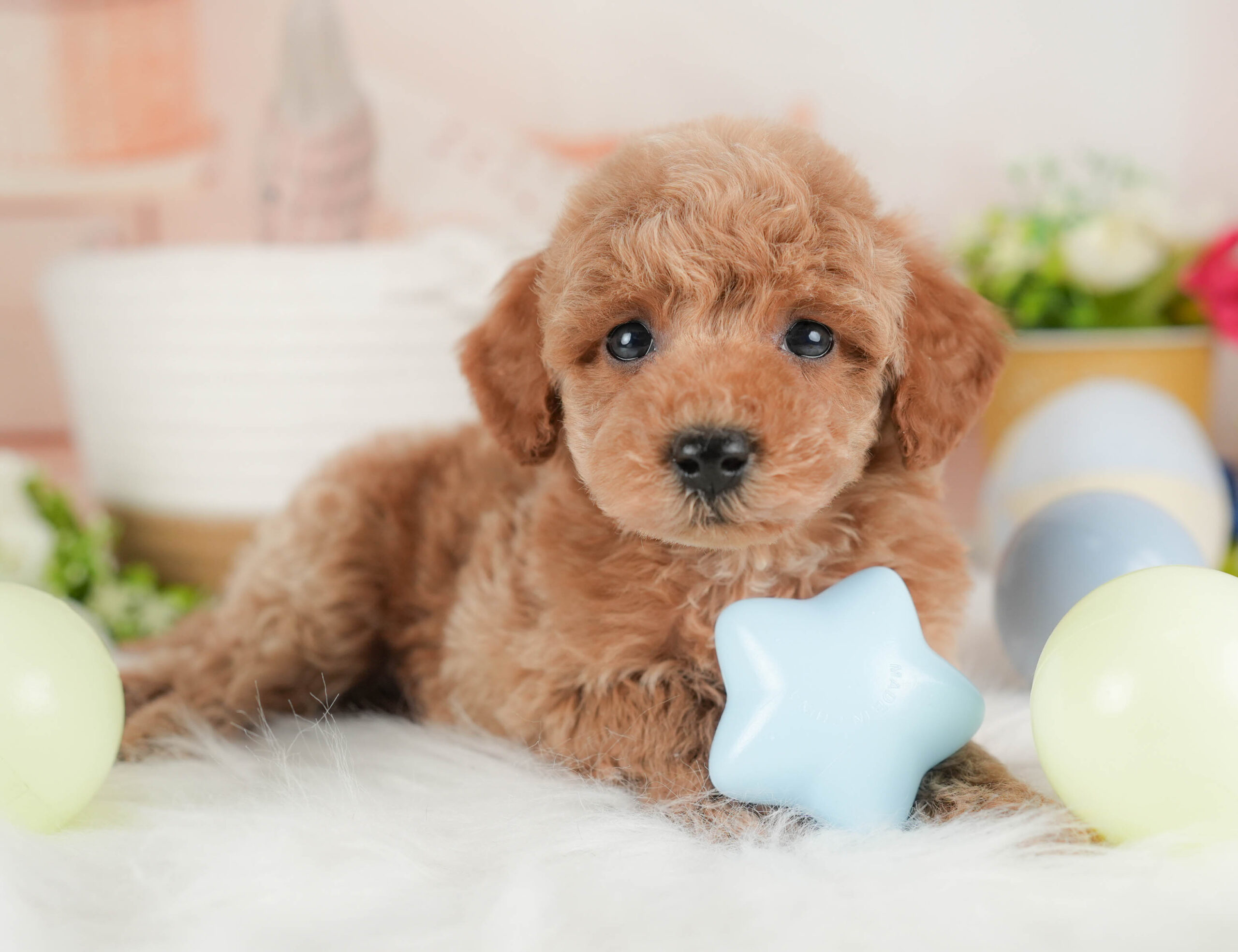 トイ・プードル | 男の子 | レッド | 2025年12月15日