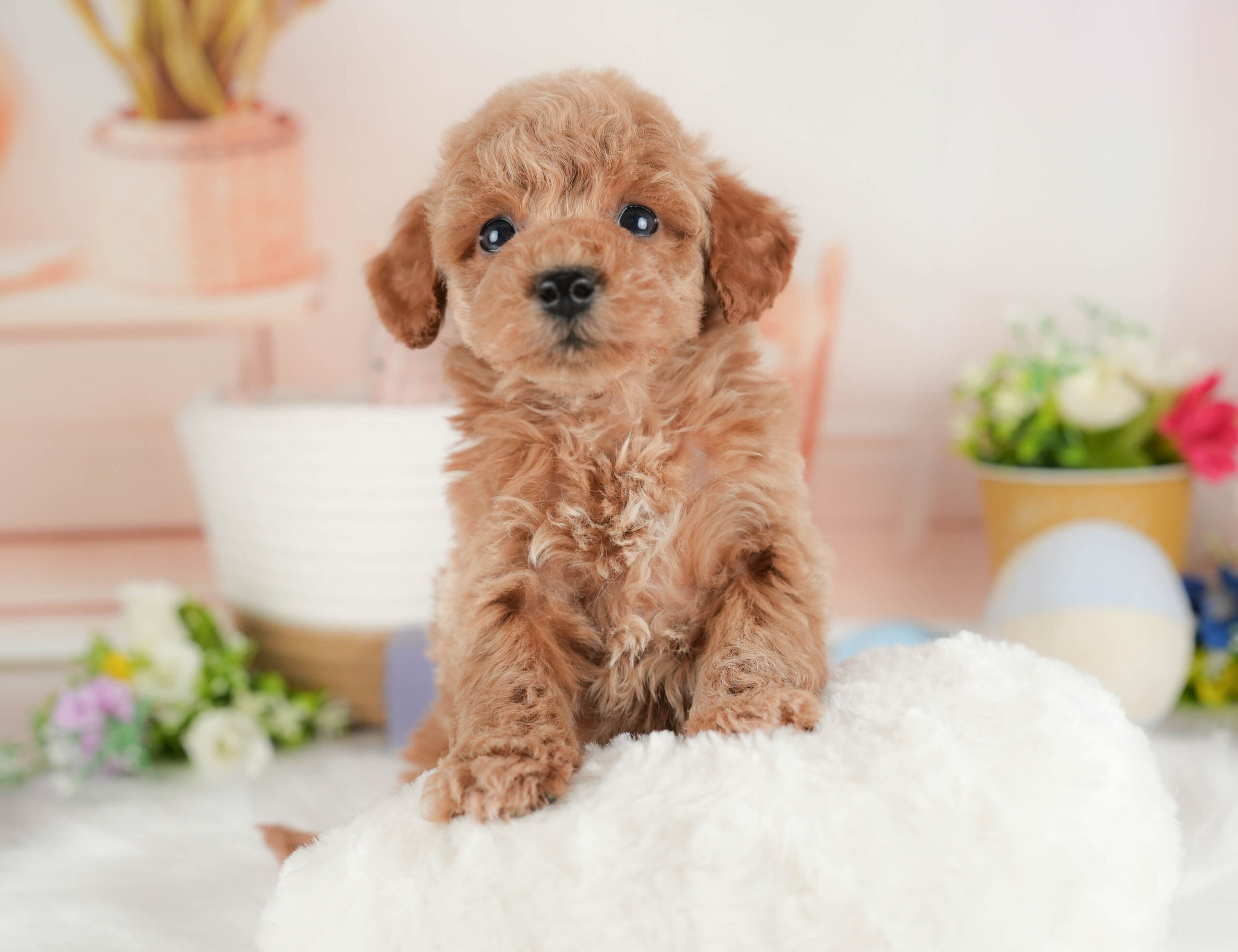 トイ・プードル | 男の子 | レッド | 2025年12月15日