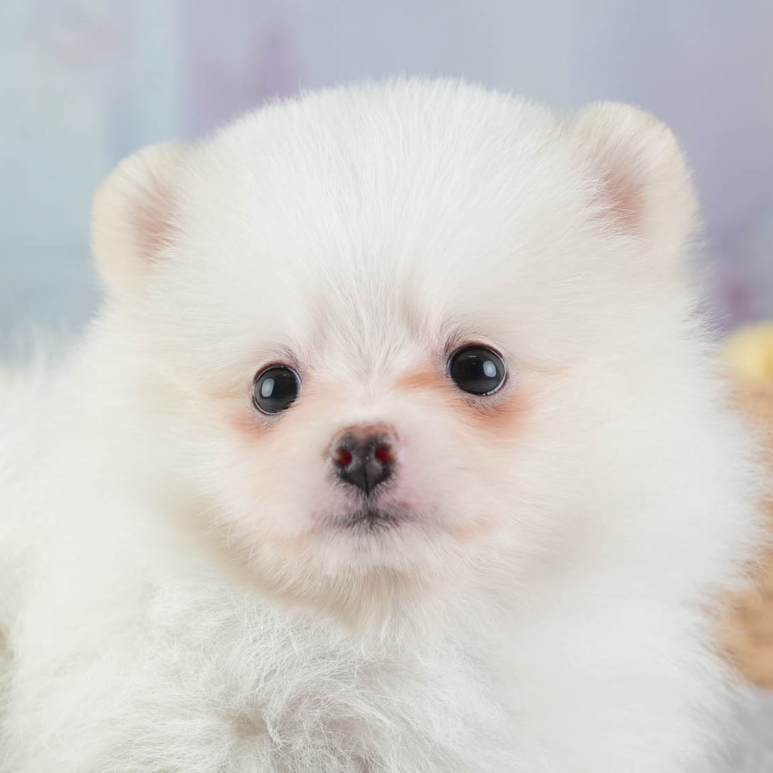 ポメラニアン | 女の子 | ホワイト | 2025年12月16日