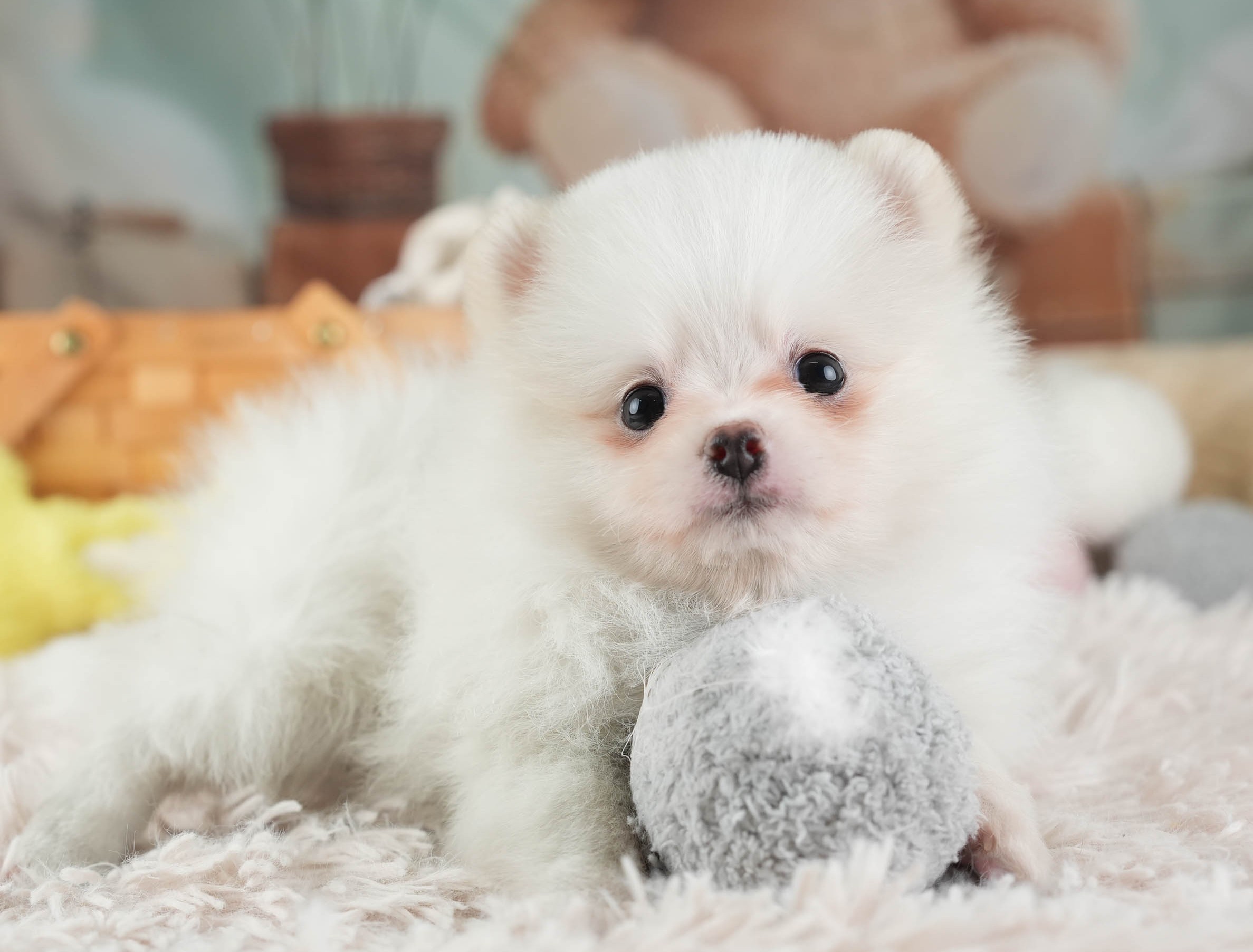 ポメラニアン | 女の子 | ホワイト | 2025年12月16日