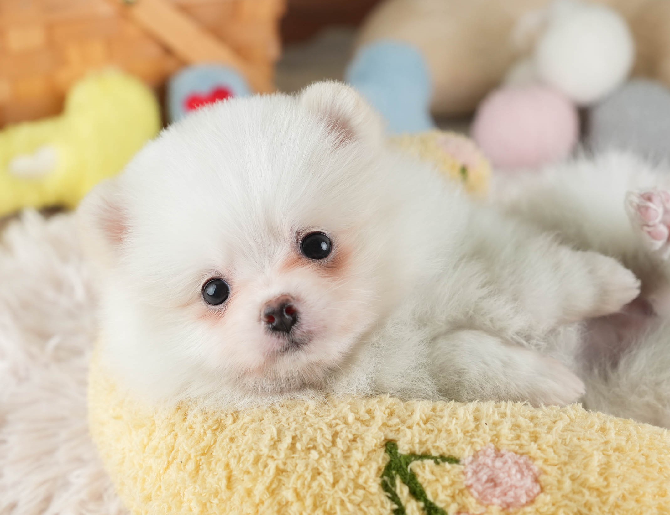 ポメラニアン | 女の子 | ホワイト | 2025年12月16日