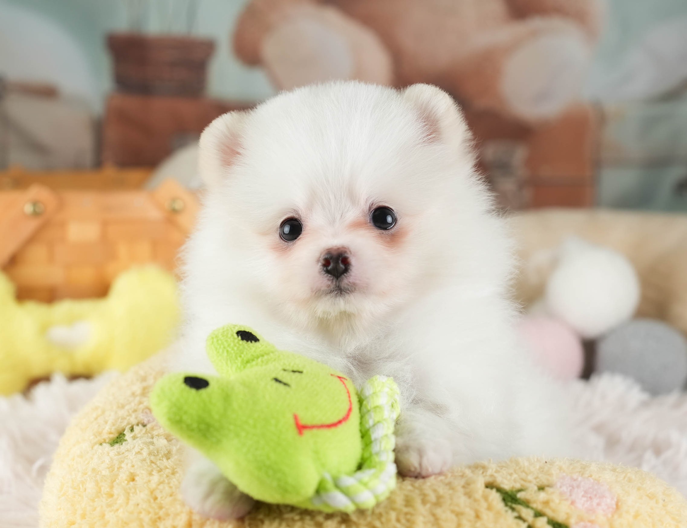 ポメラニアン | 女の子 | ホワイト | 2025年12月16日