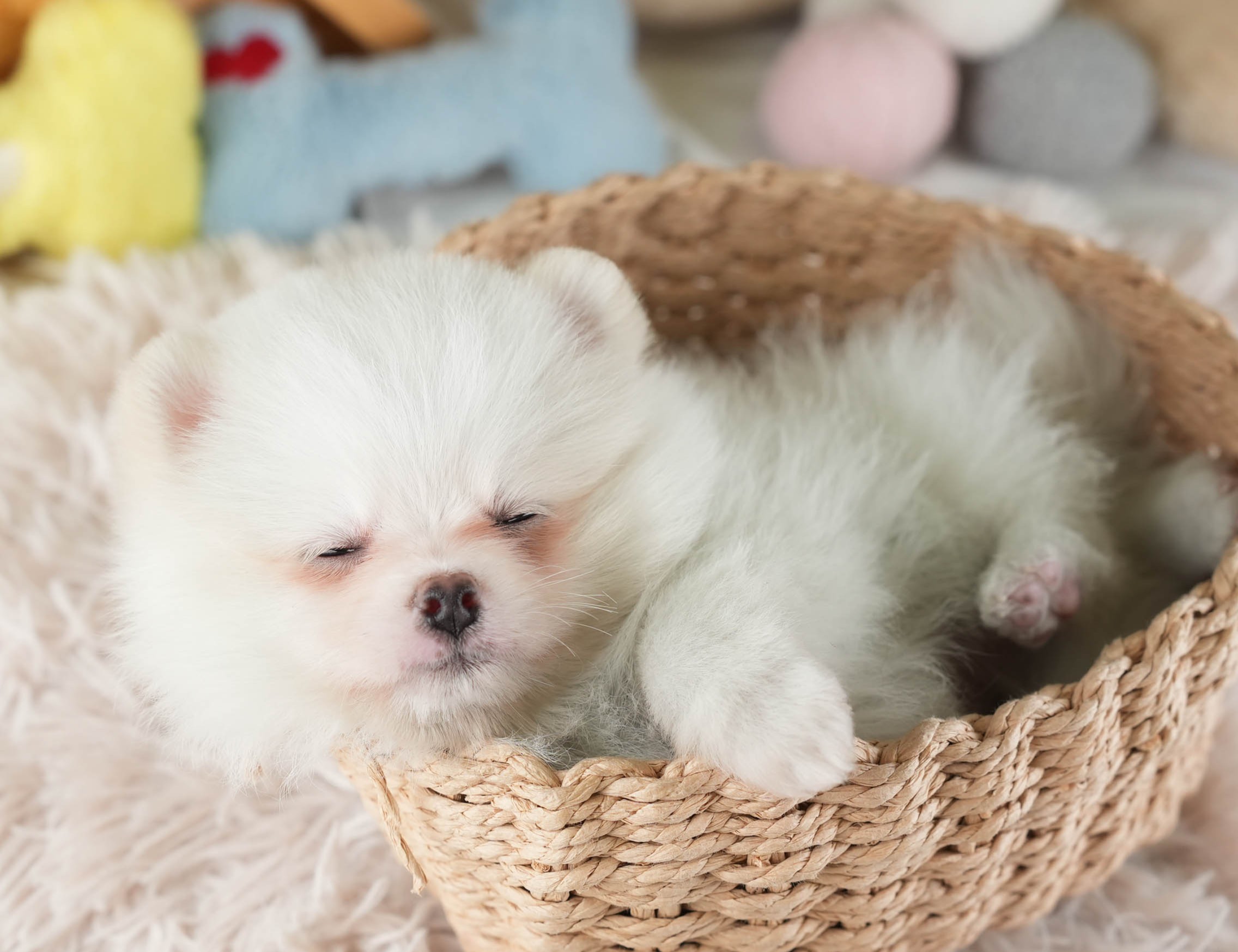 ポメラニアン | 女の子 | ホワイト | 2025年12月16日