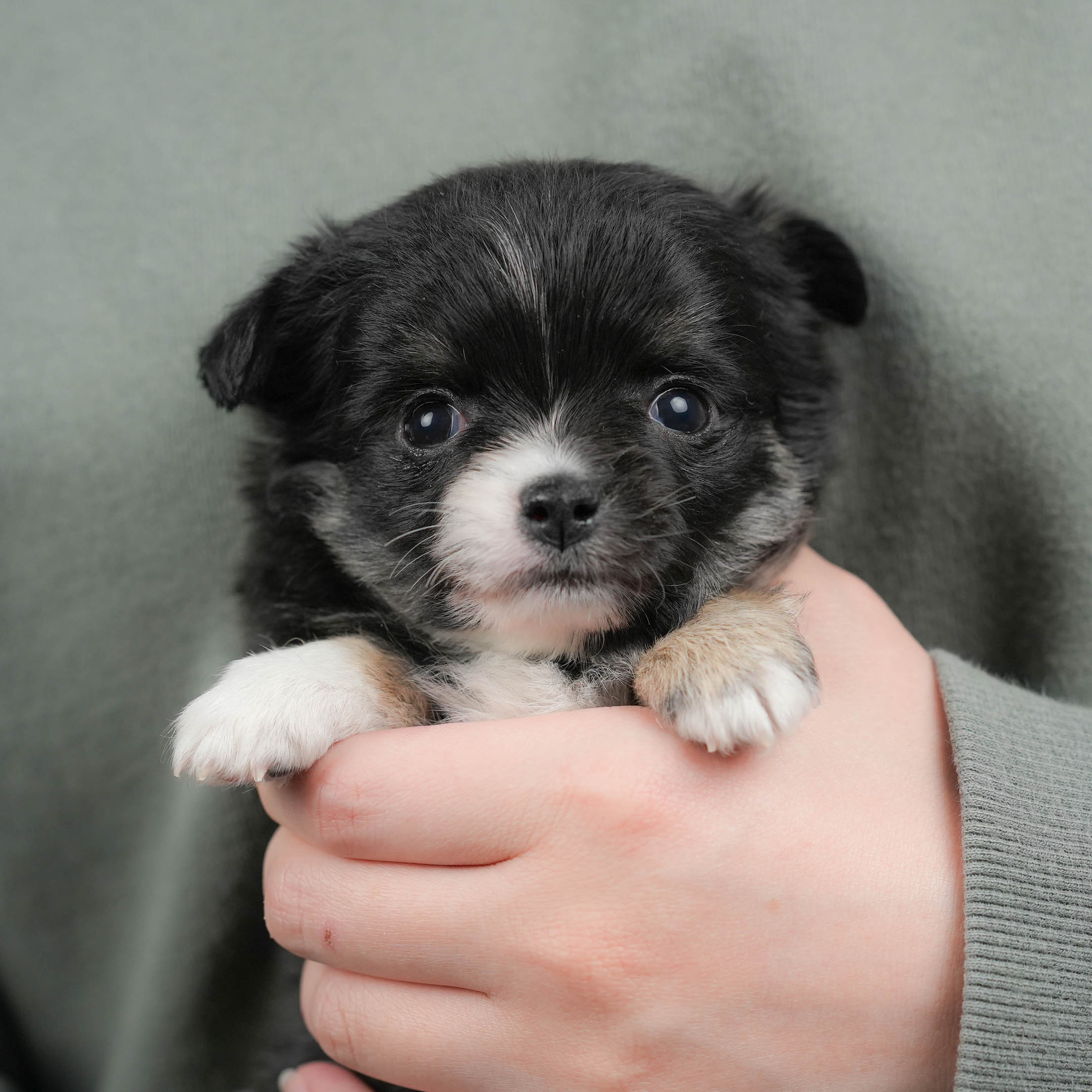 チワワ(ロング) | 女の子 | ブラック&ホワイト | 2025年12月17日