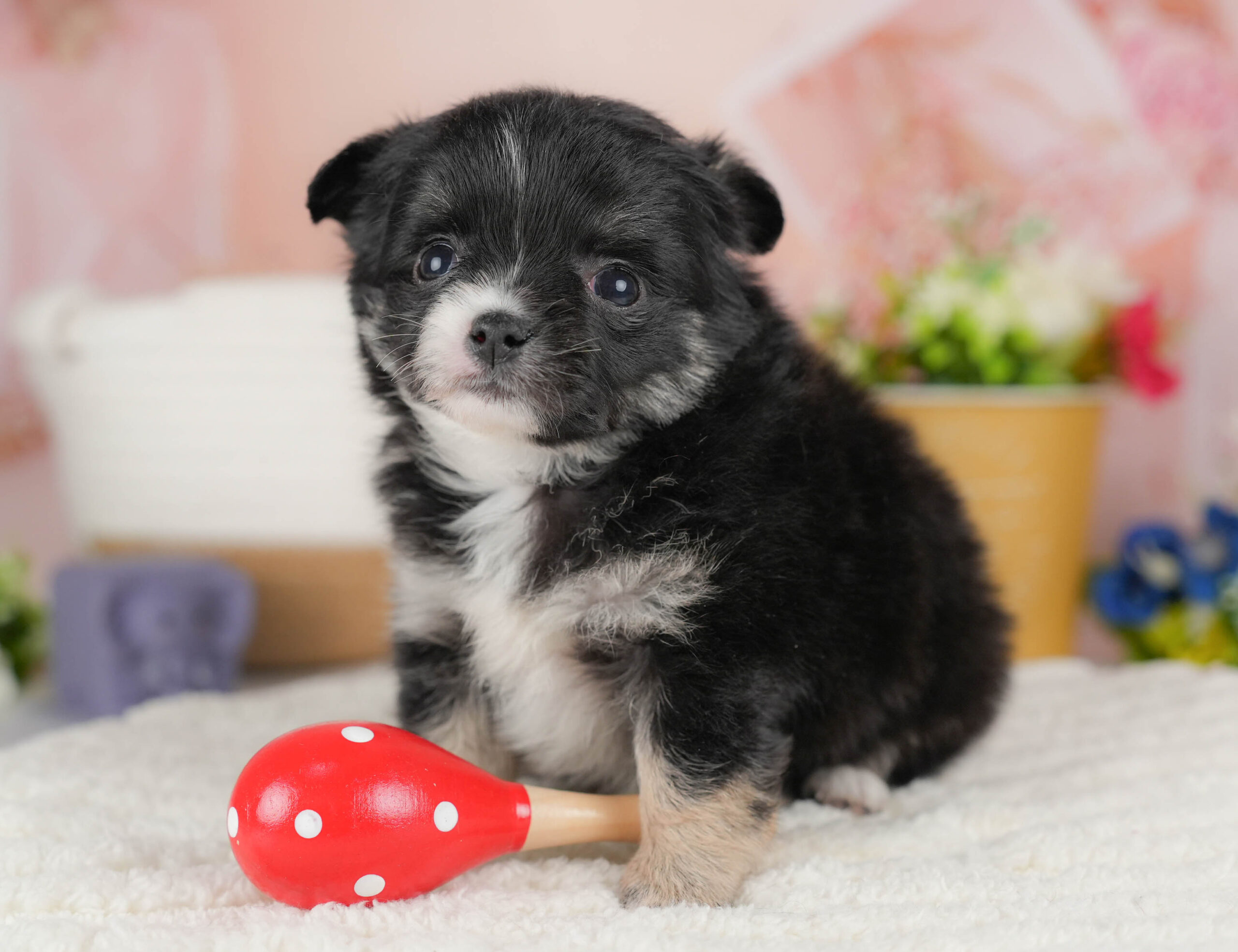 チワワ(ロング) | 女の子 | ブラック＆ホワイト | 2025年12月17日