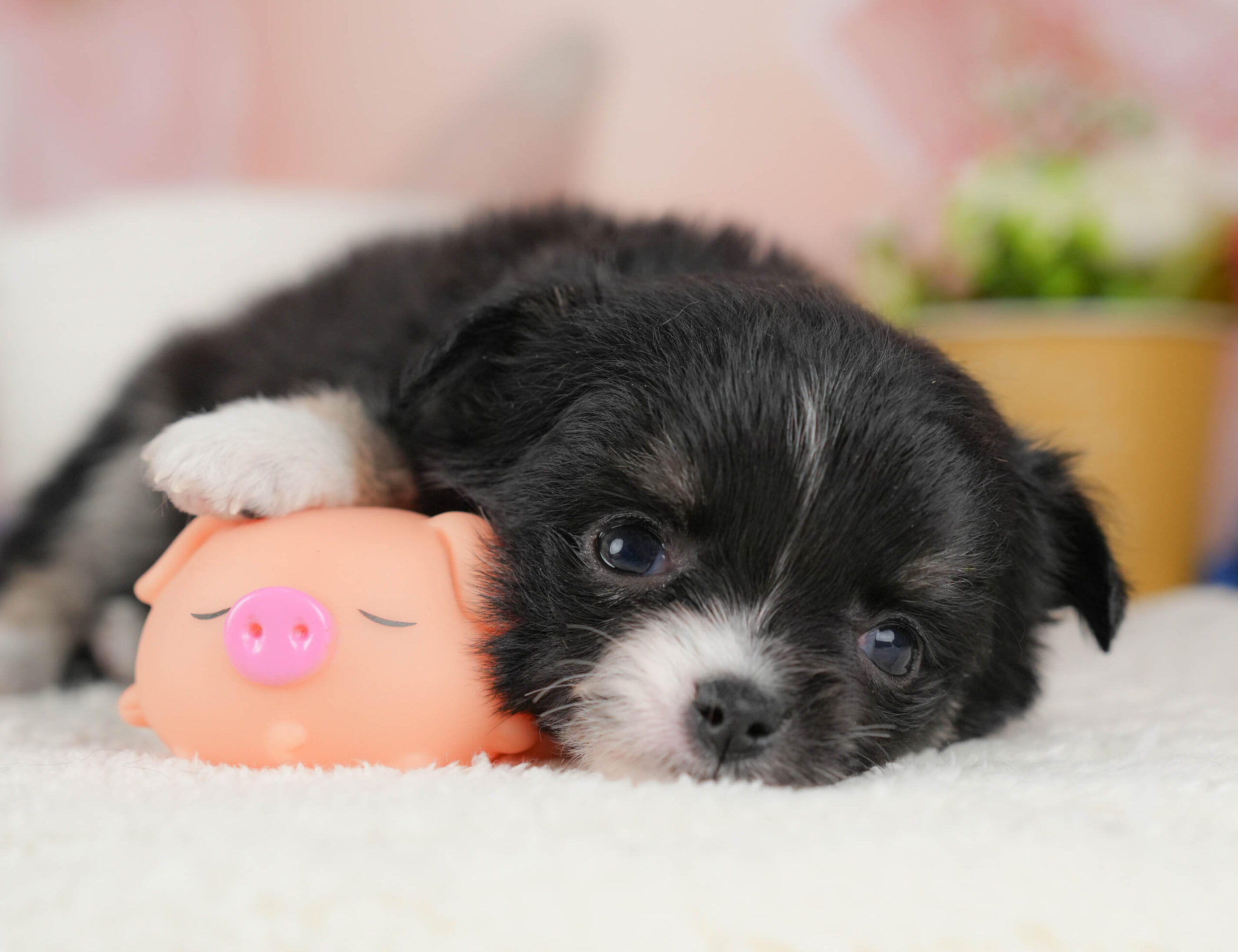 チワワ(ロング) | 女の子 | ブラック＆ホワイト | 2025年12月17日