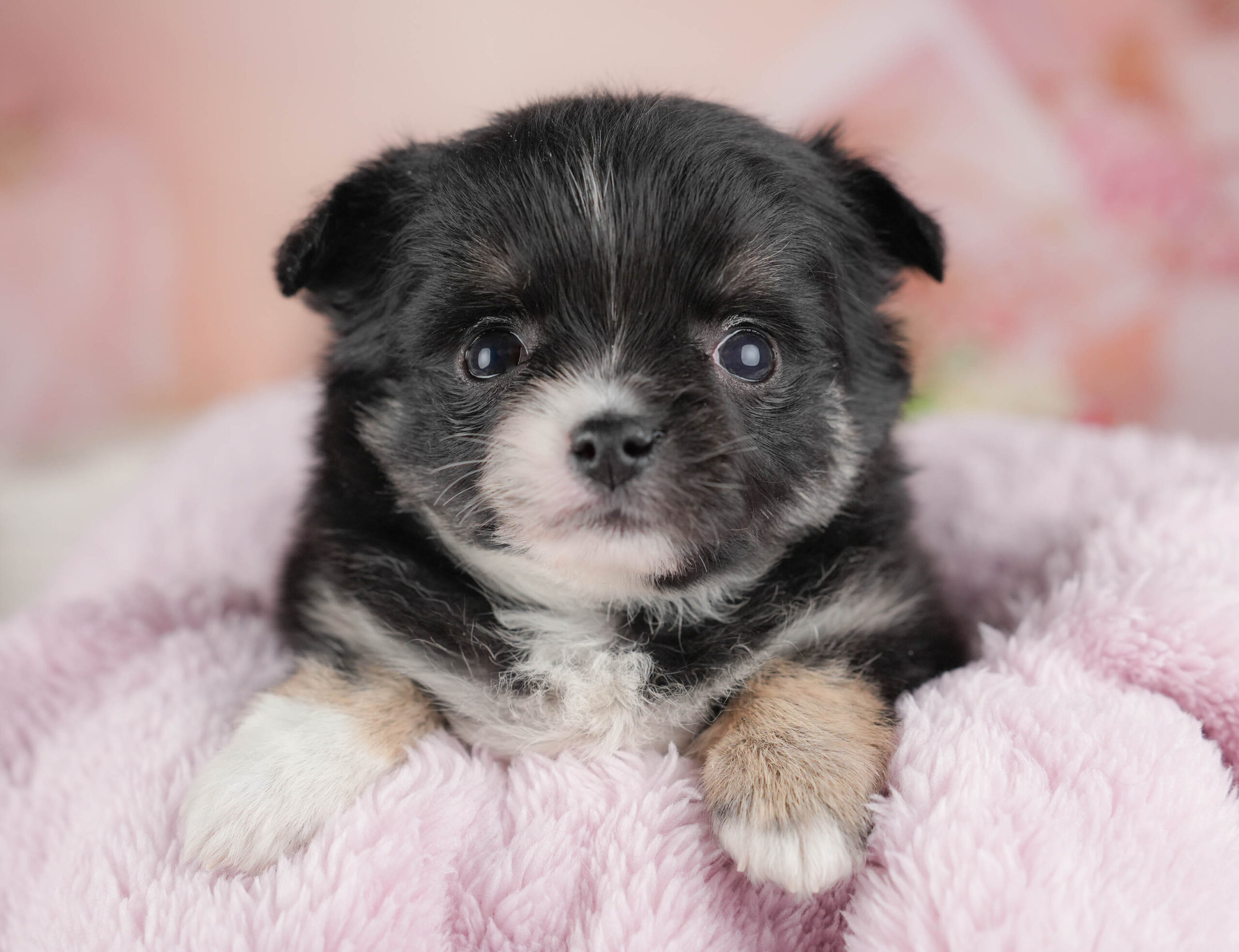 チワワ(ロング) | 女の子 | ブラック＆ホワイト | 2025年12月17日