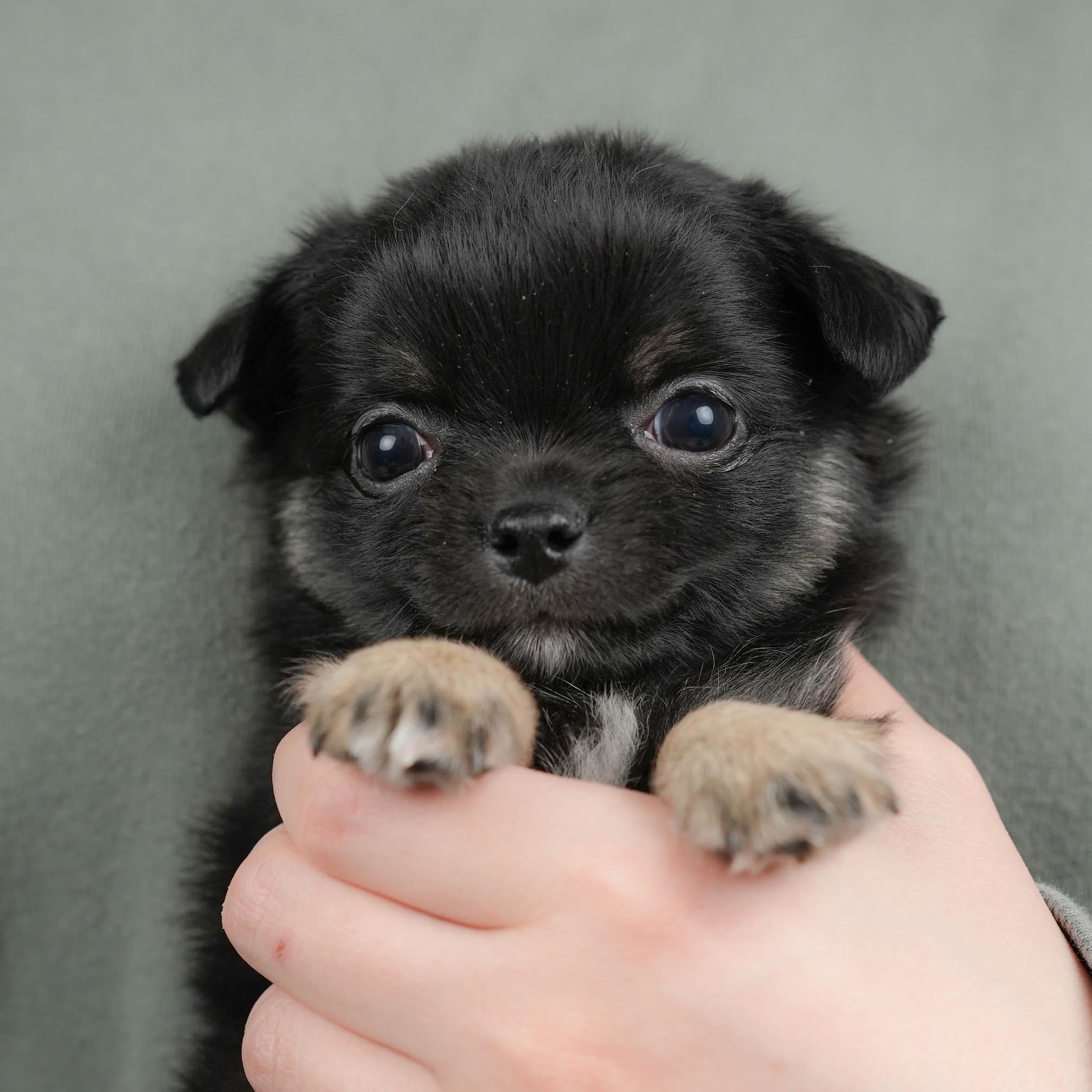 チワワ(ロング) | 男の子 | ブラック&ホワイト | 2025年12月17日