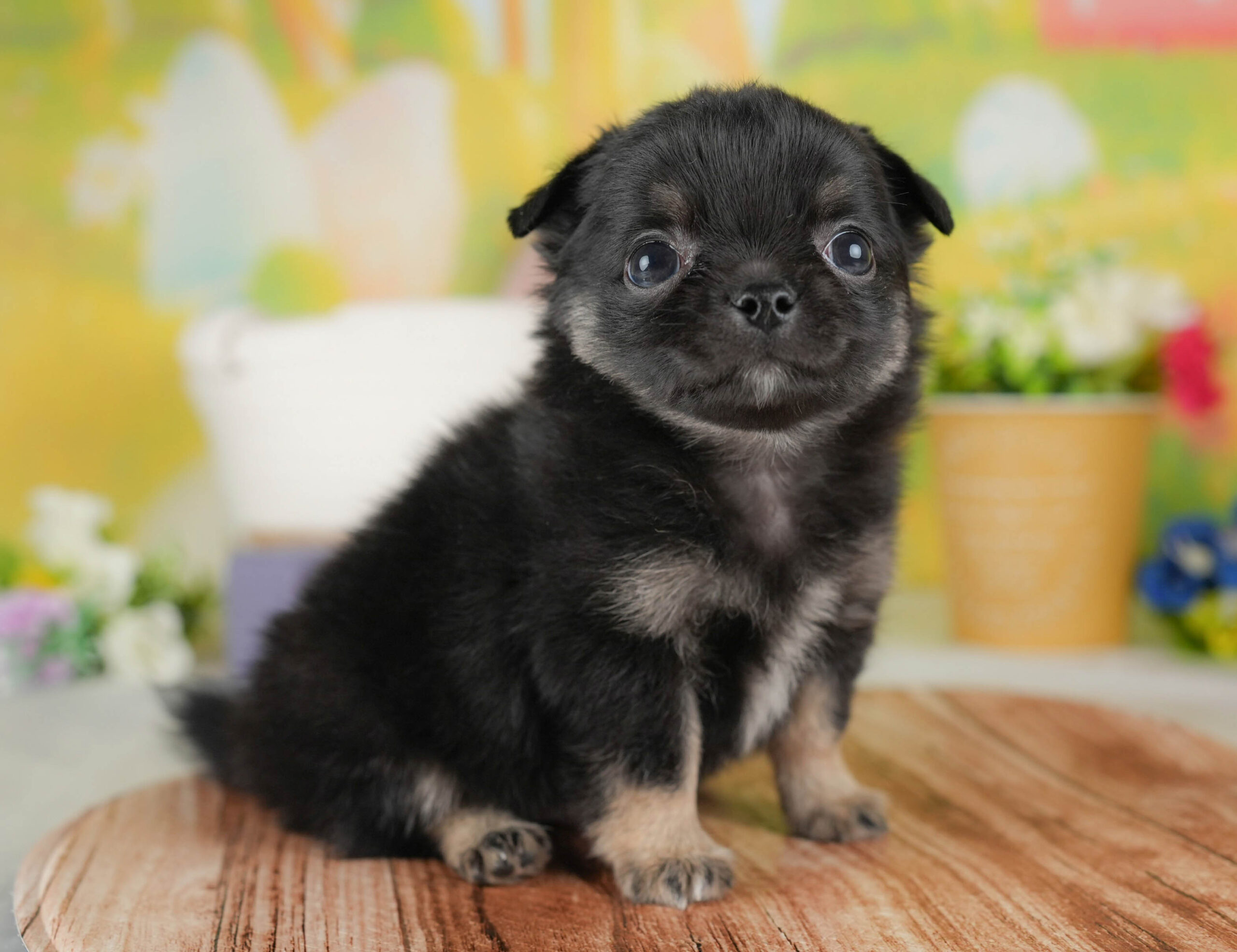 チワワ(ロング) | 男の子 | ブラック&ホワイト | 2025年12月17日