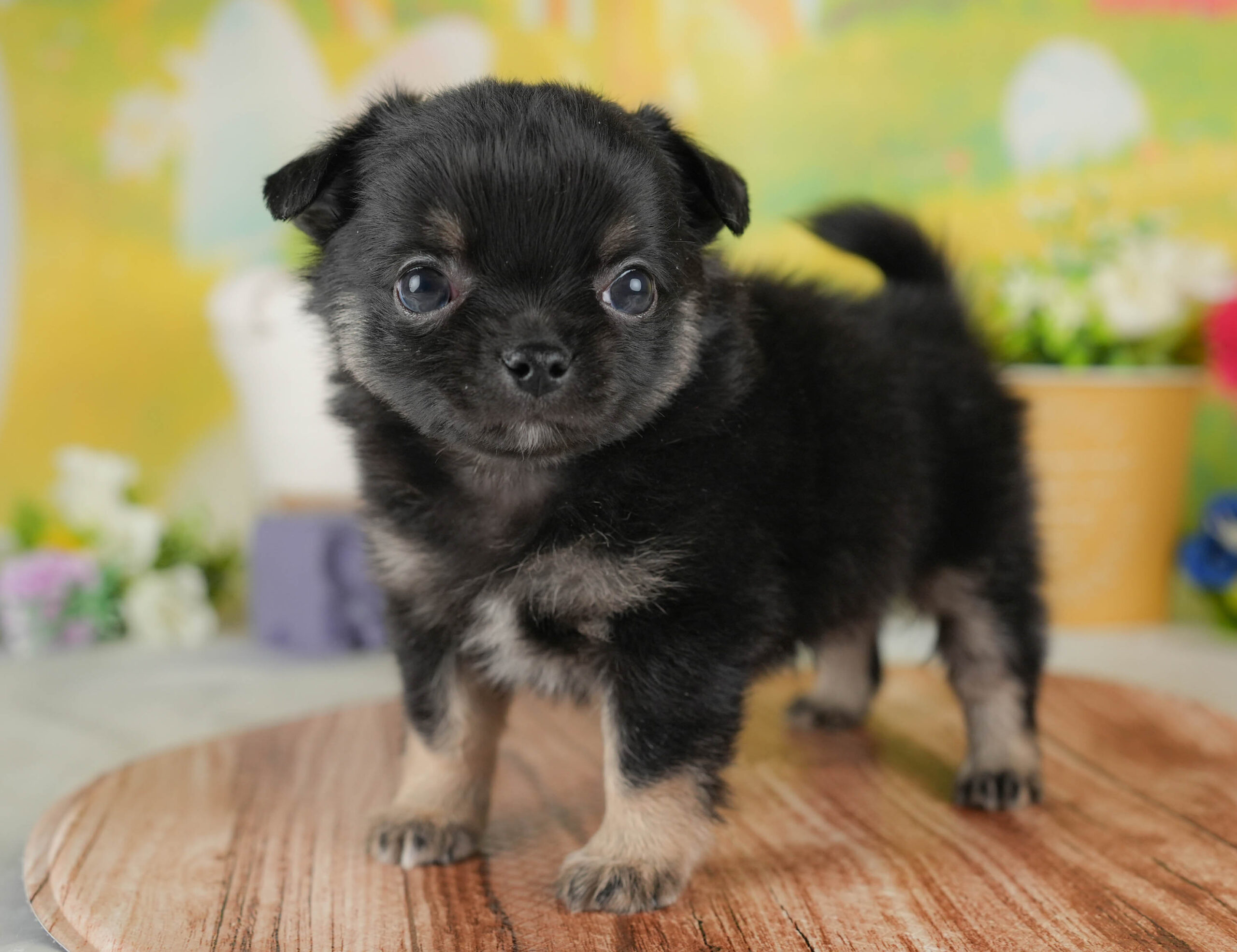 チワワ(ロング) | 男の子 | ブラック&ホワイト | 2025年12月17日