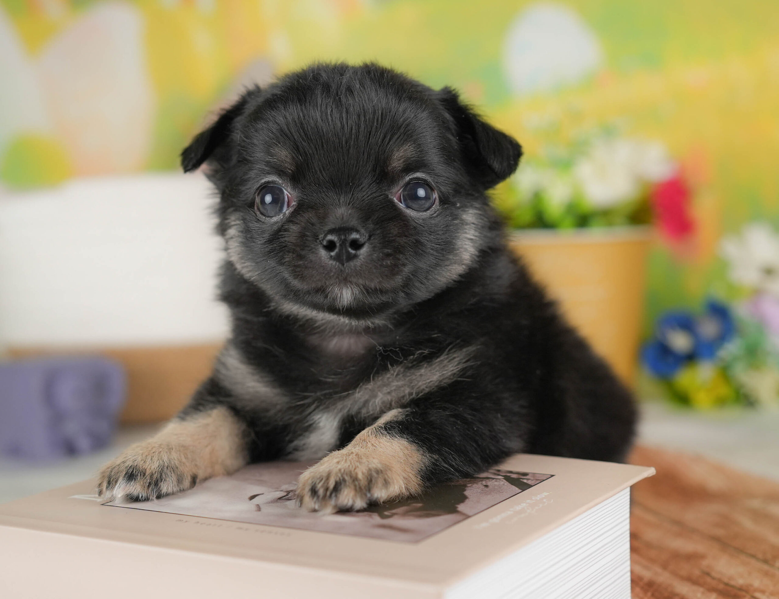 チワワ(ロング) | 男の子 | ブラック&ホワイト | 2025年12月17日