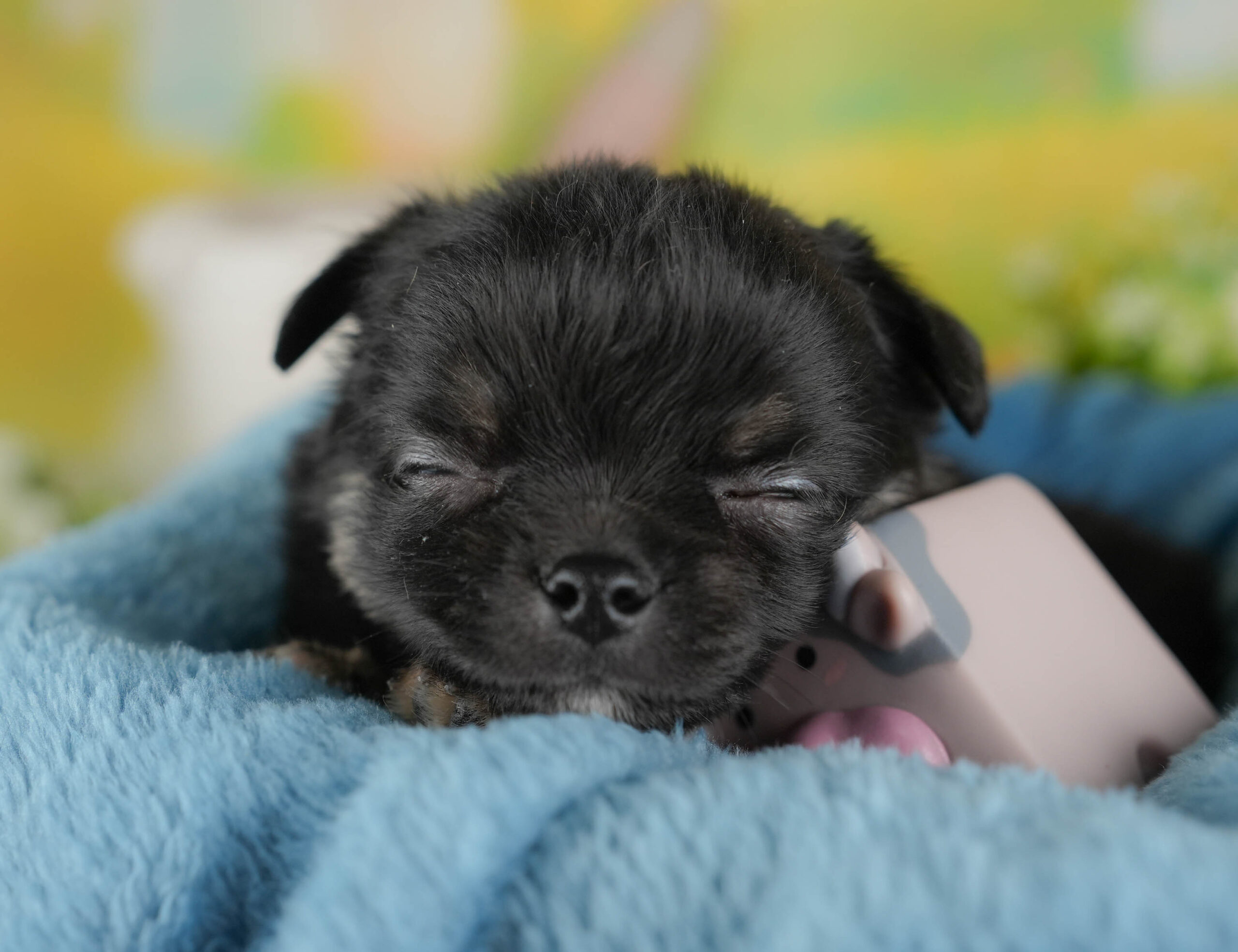 チワワ(ロング) | 男の子 | ブラック&ホワイト | 2025年12月17日