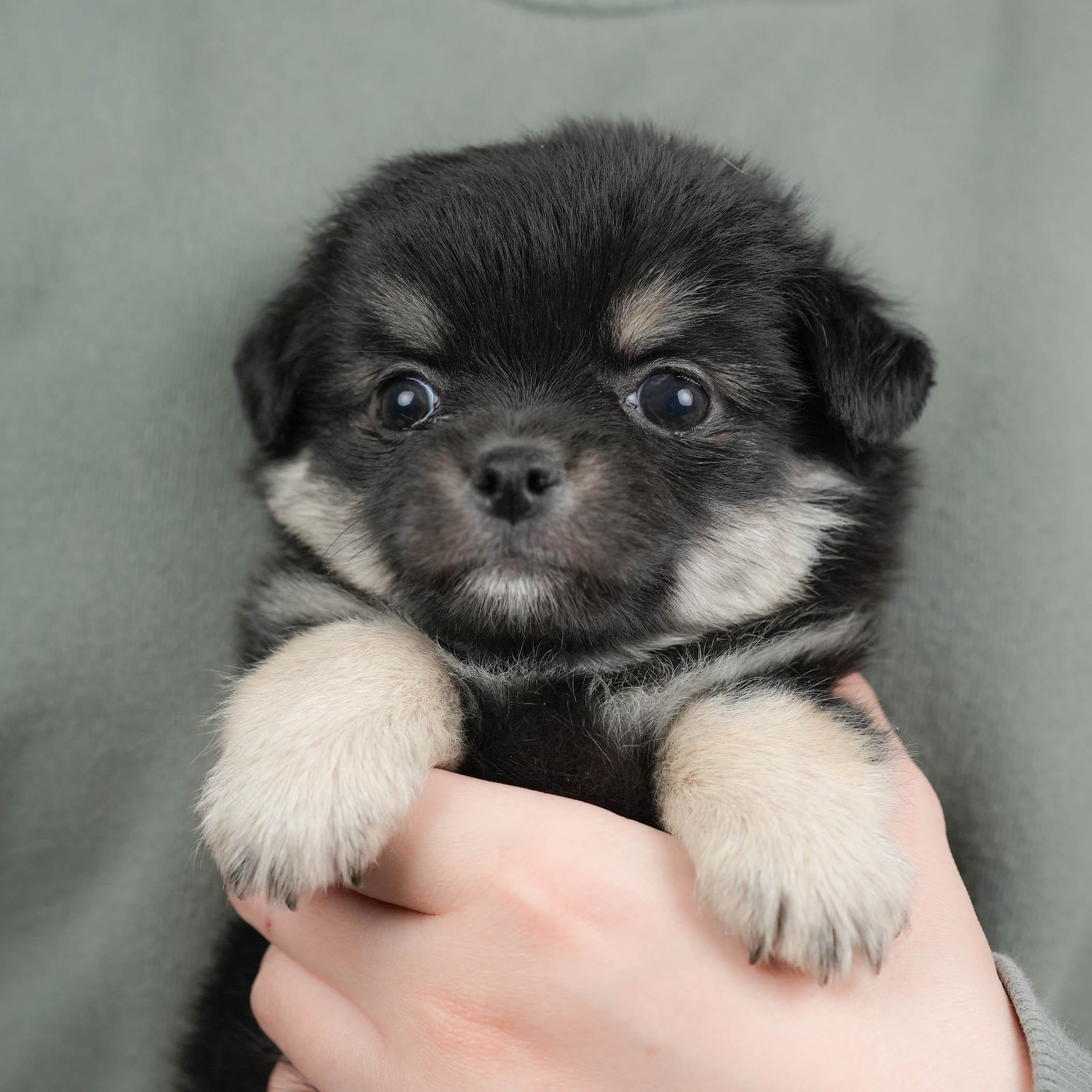 チワワ(ロング) | 男の子 | ブラックタン&ホワイト | 2025年12月17日