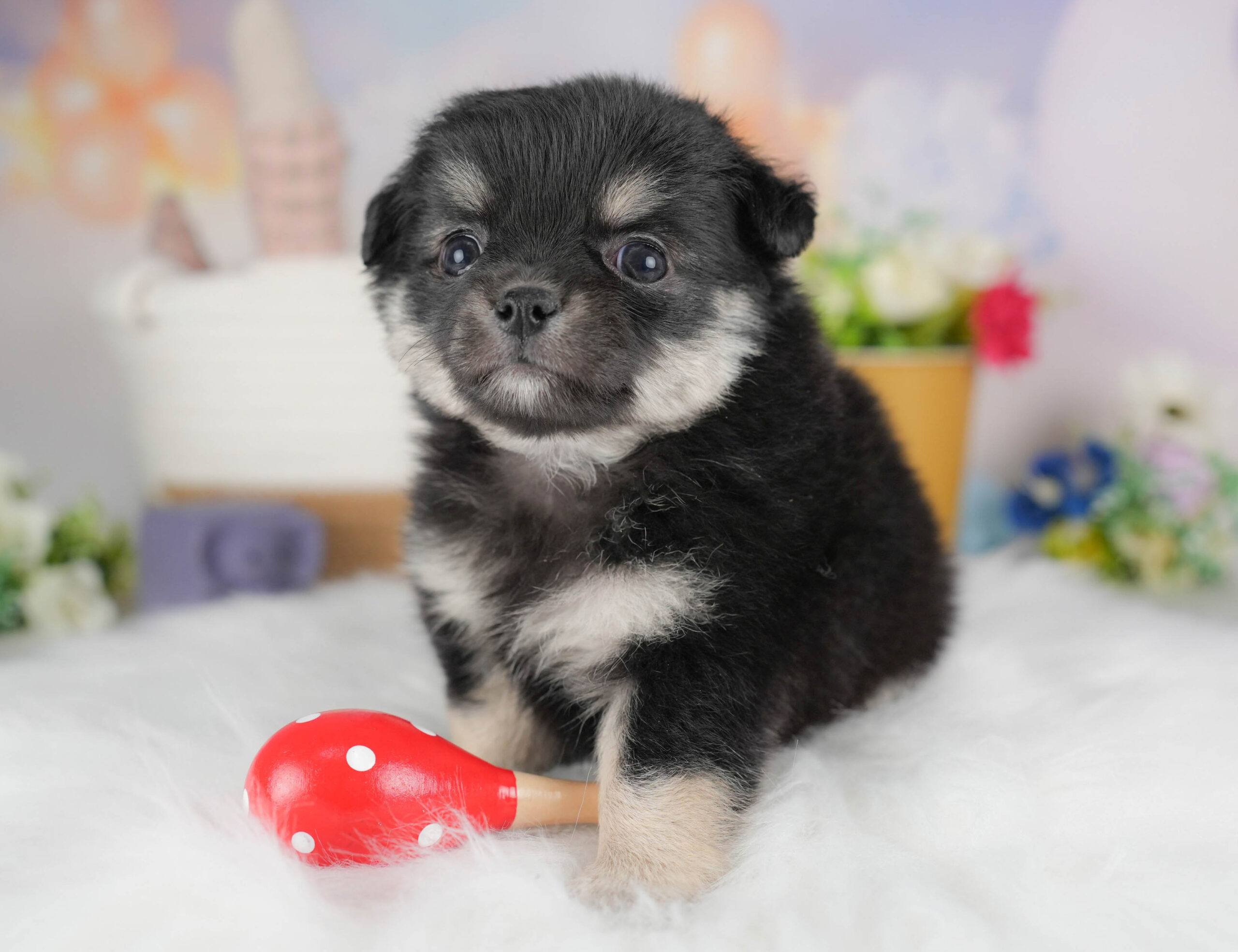 チワワ(ロング) | 男の子 | ブラックタン＆ホワイト | 2025年12月17日