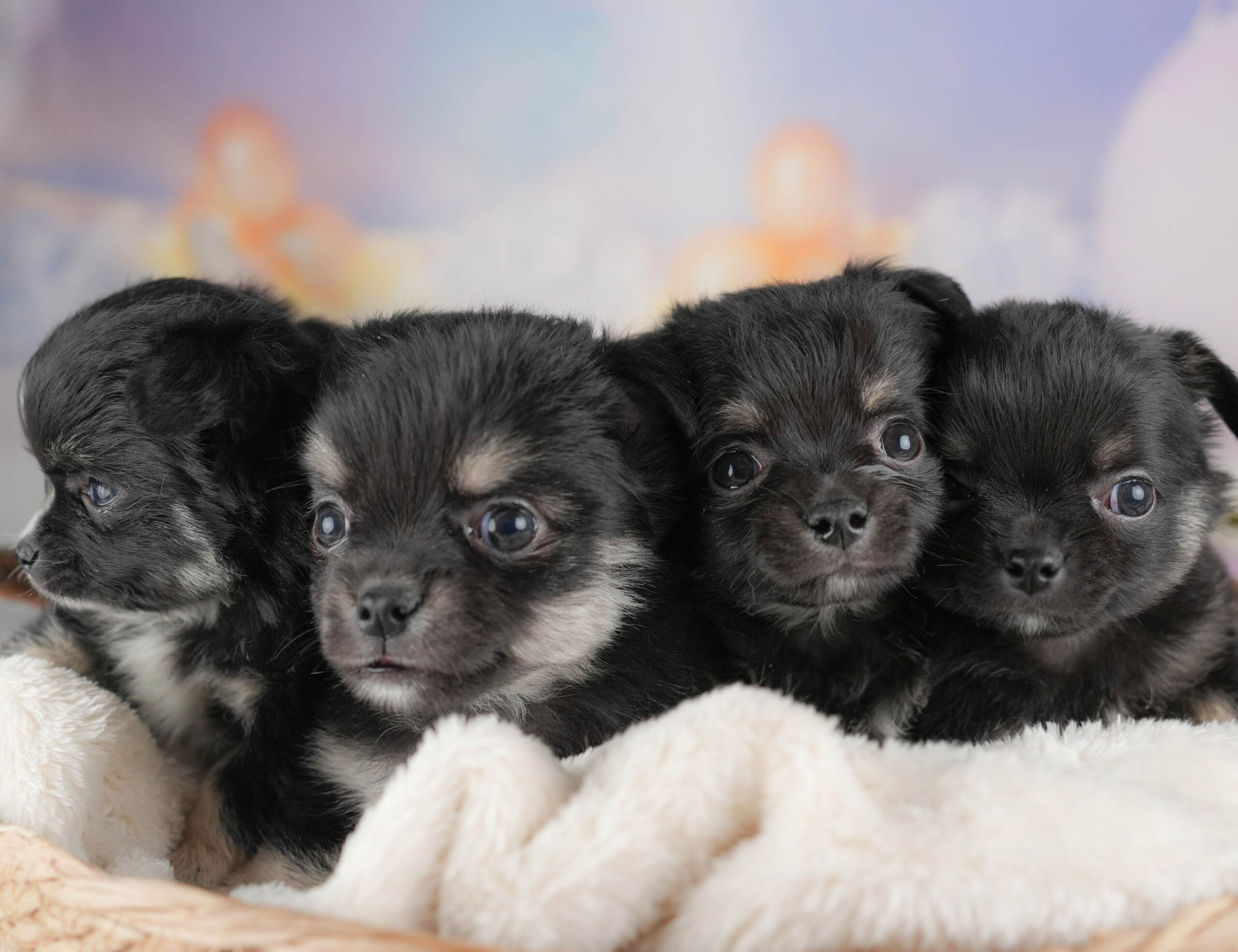 チワワ(ロング) | 男の子 | ブラックタン＆ホワイト | 2025年12月17日