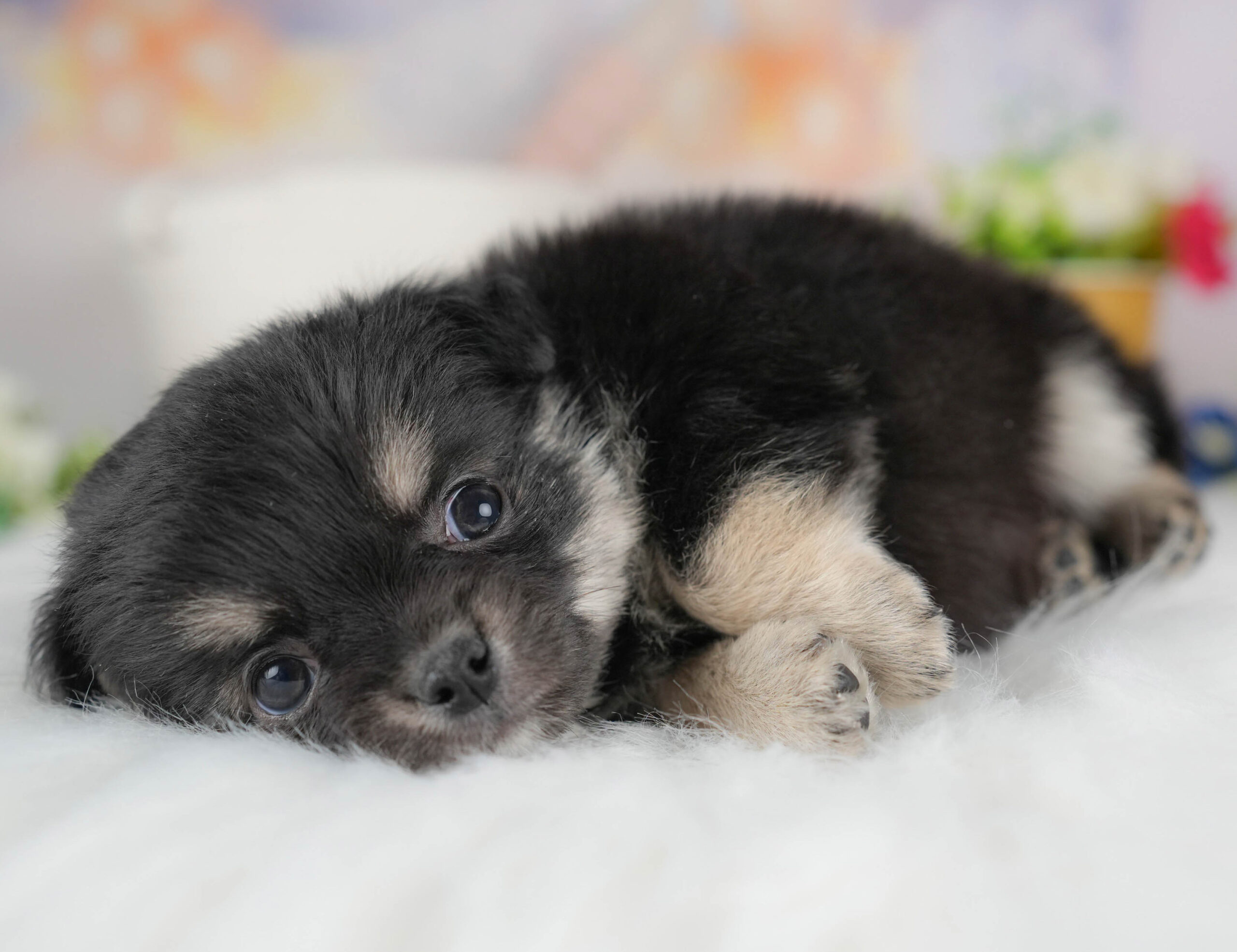 チワワ(ロング) | 男の子 | ブラックタン＆ホワイト | 2025年12月17日