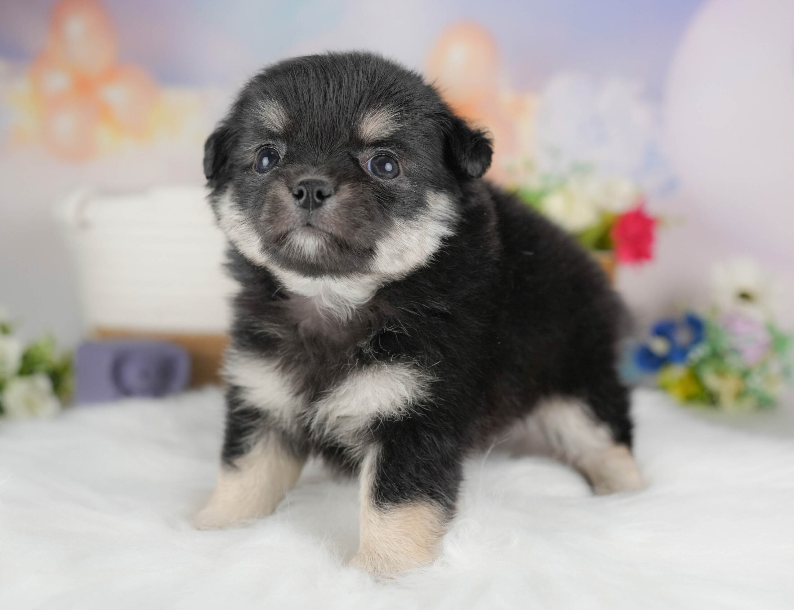 チワワ(ロング) | 男の子 | ブラックタン＆ホワイト | 2025年12月17日