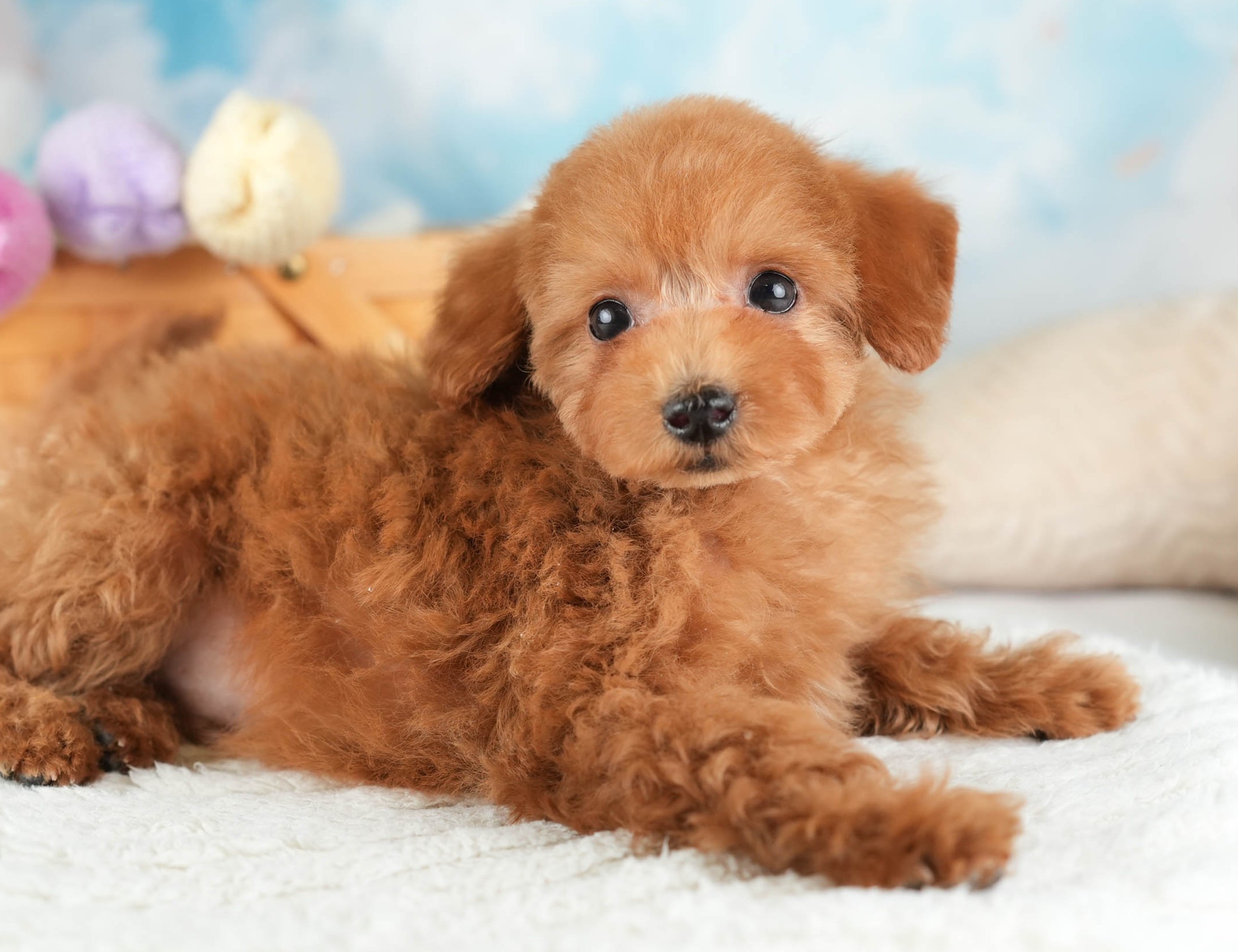 タイニー・プードル | 男の子 | レッド | 2025年12月17日
