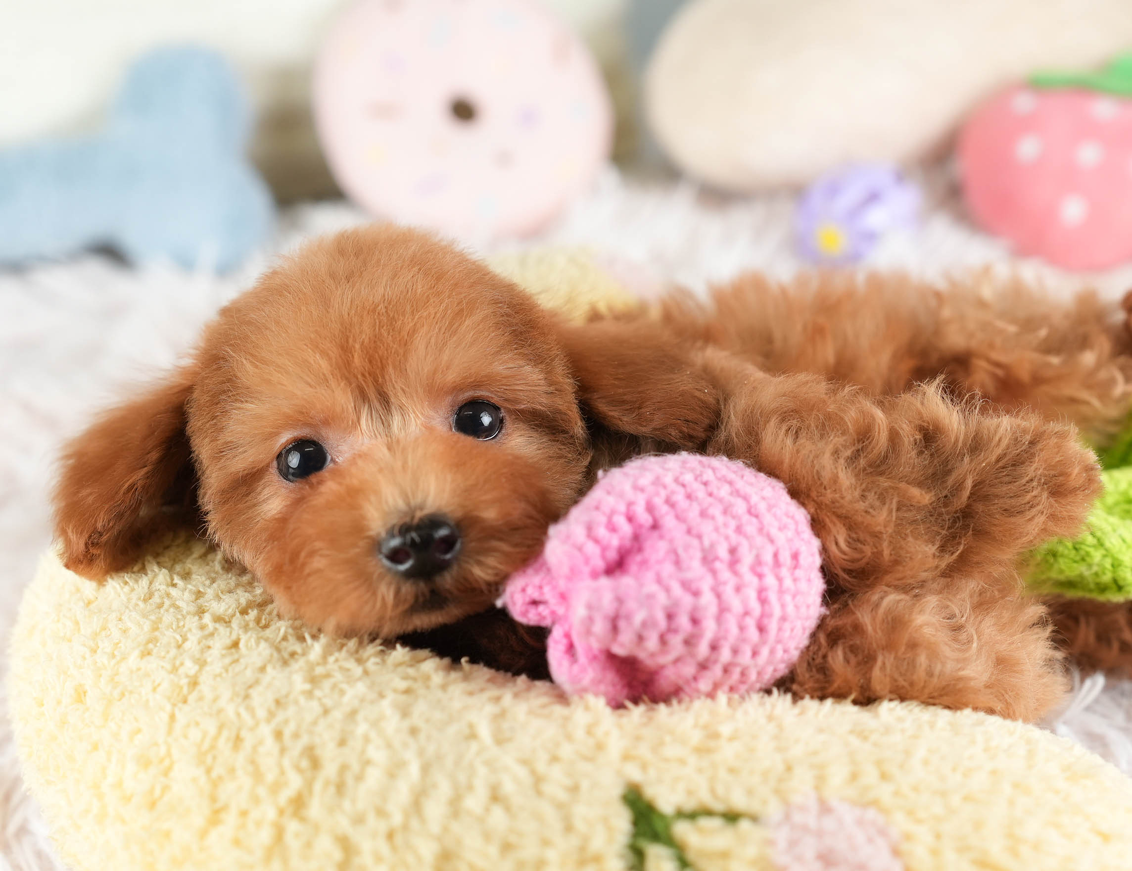 タイニー・プードル | 男の子 | レッド | 2025年12月17日