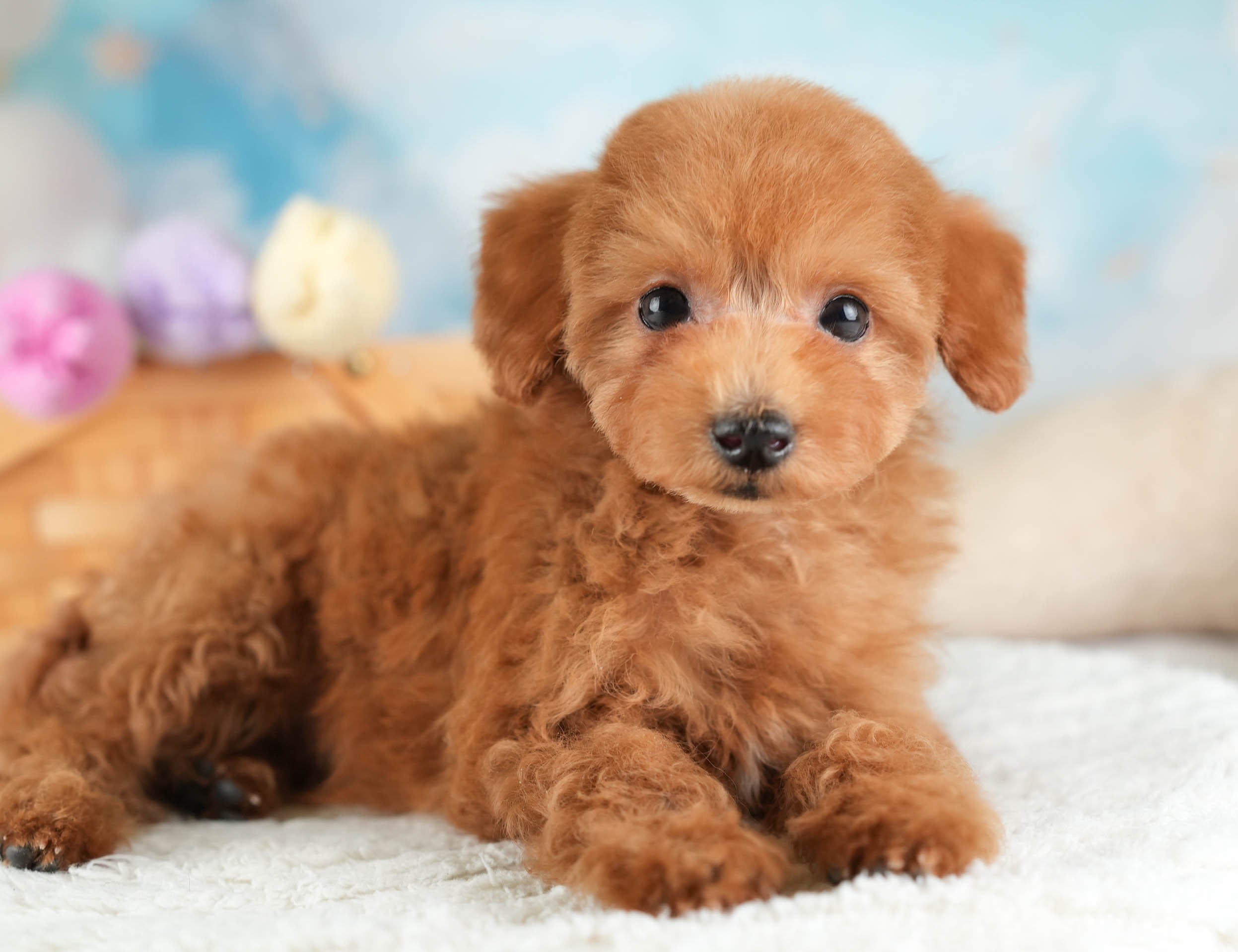 タイニー・プードル | 男の子 | レッド | 2025年12月17日