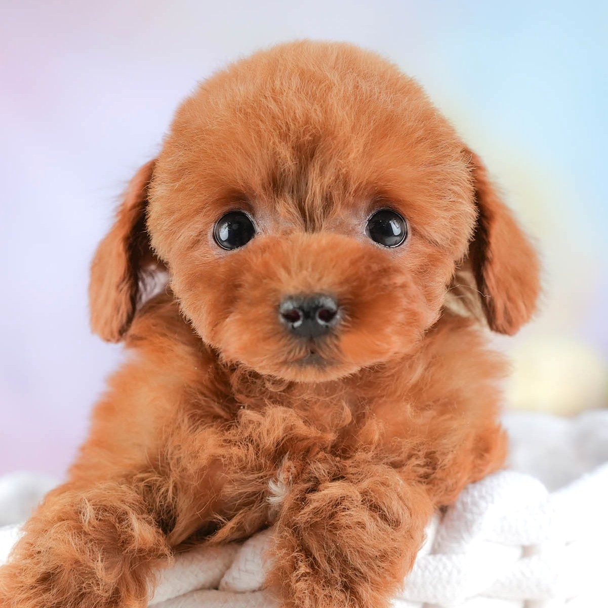 タイニー・プードル | 女の子 | レッド | 2025年12月17日
