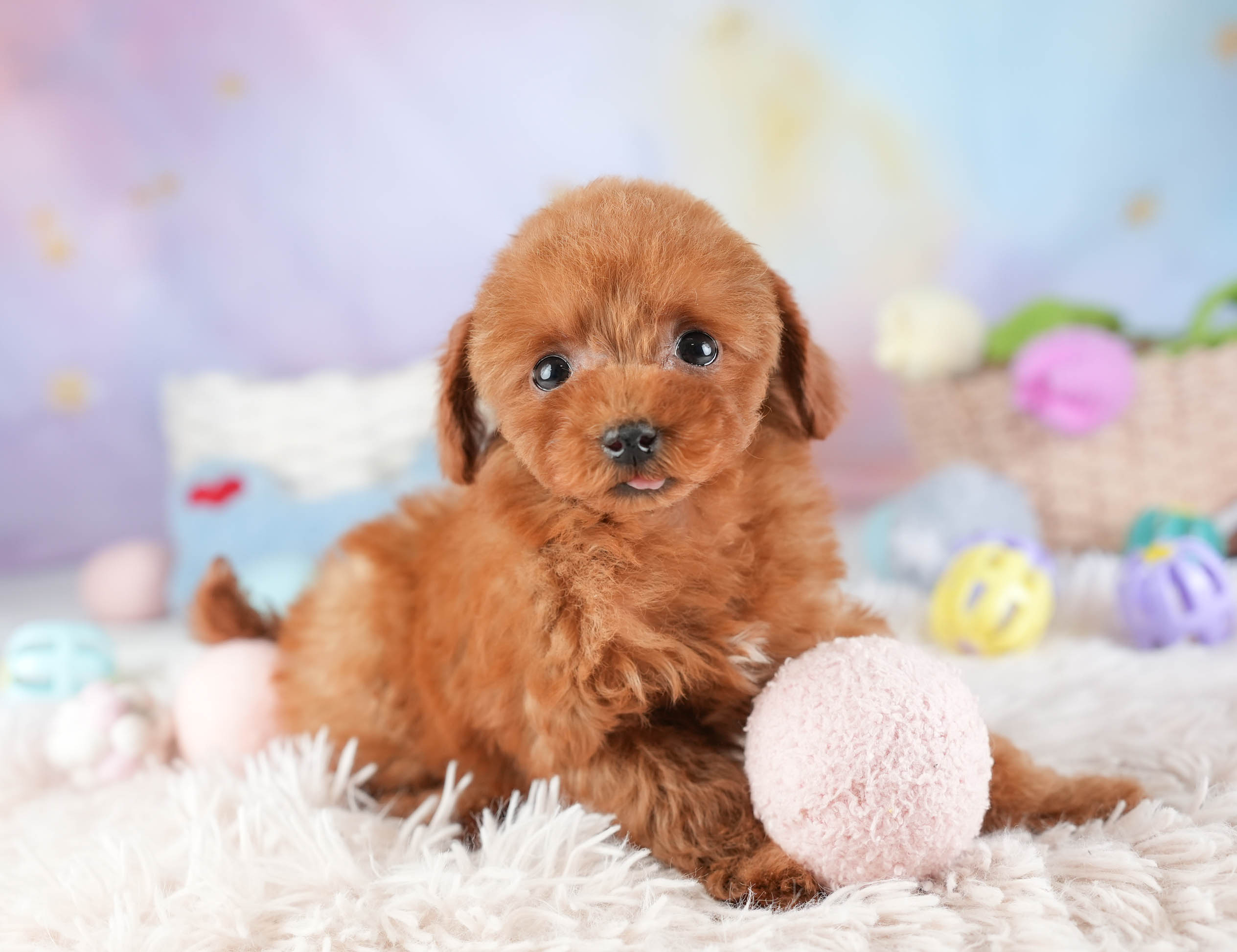 タイニー・プードル | 女の子 | レッド | 2025年12月17日