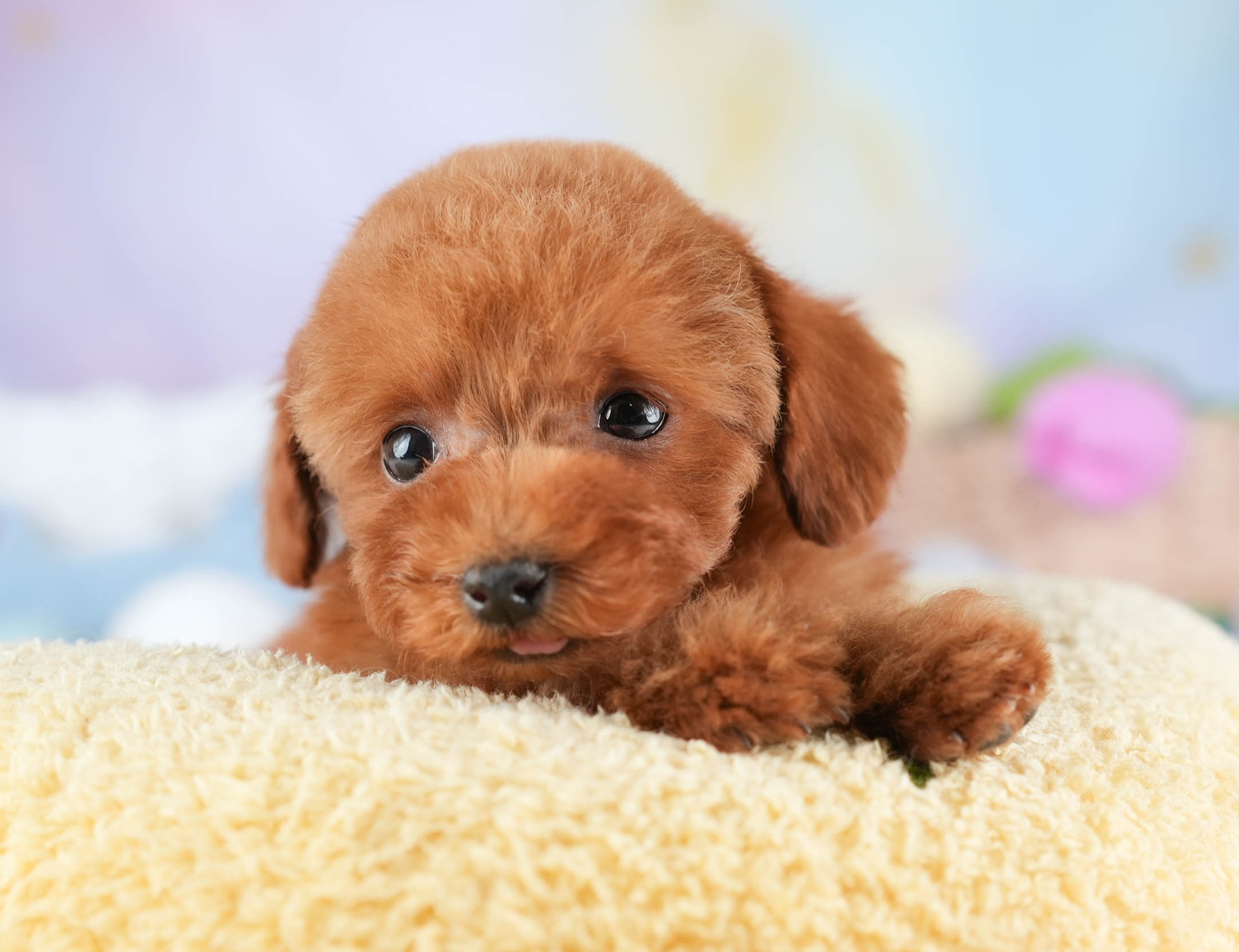 タイニー・プードル | 女の子 | レッド | 2025年12月17日