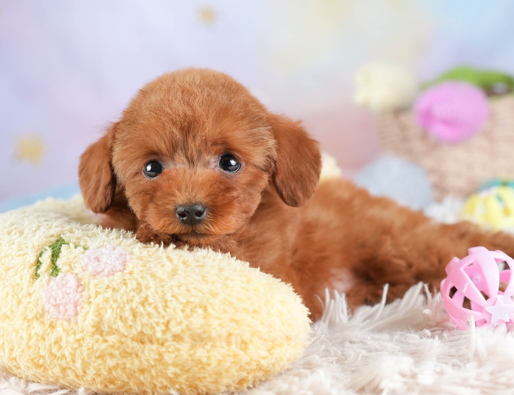 タイニー・プードル | 女の子 | レッド | 2025年12月17日