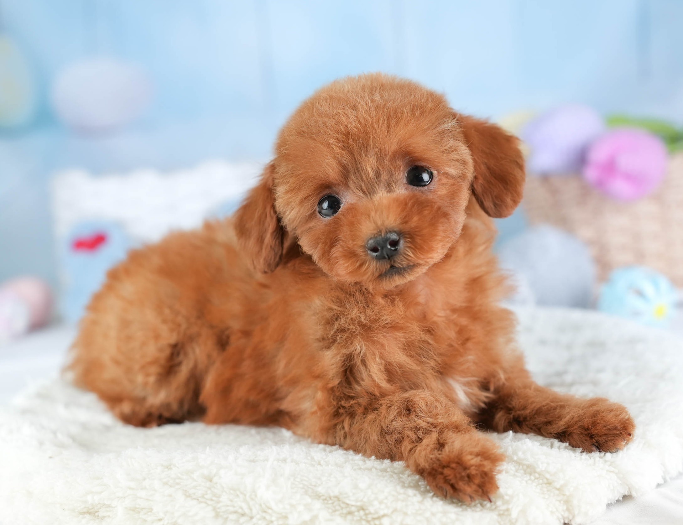 タイニー・プードル | 女の子 | レッド | 2025年12月17日