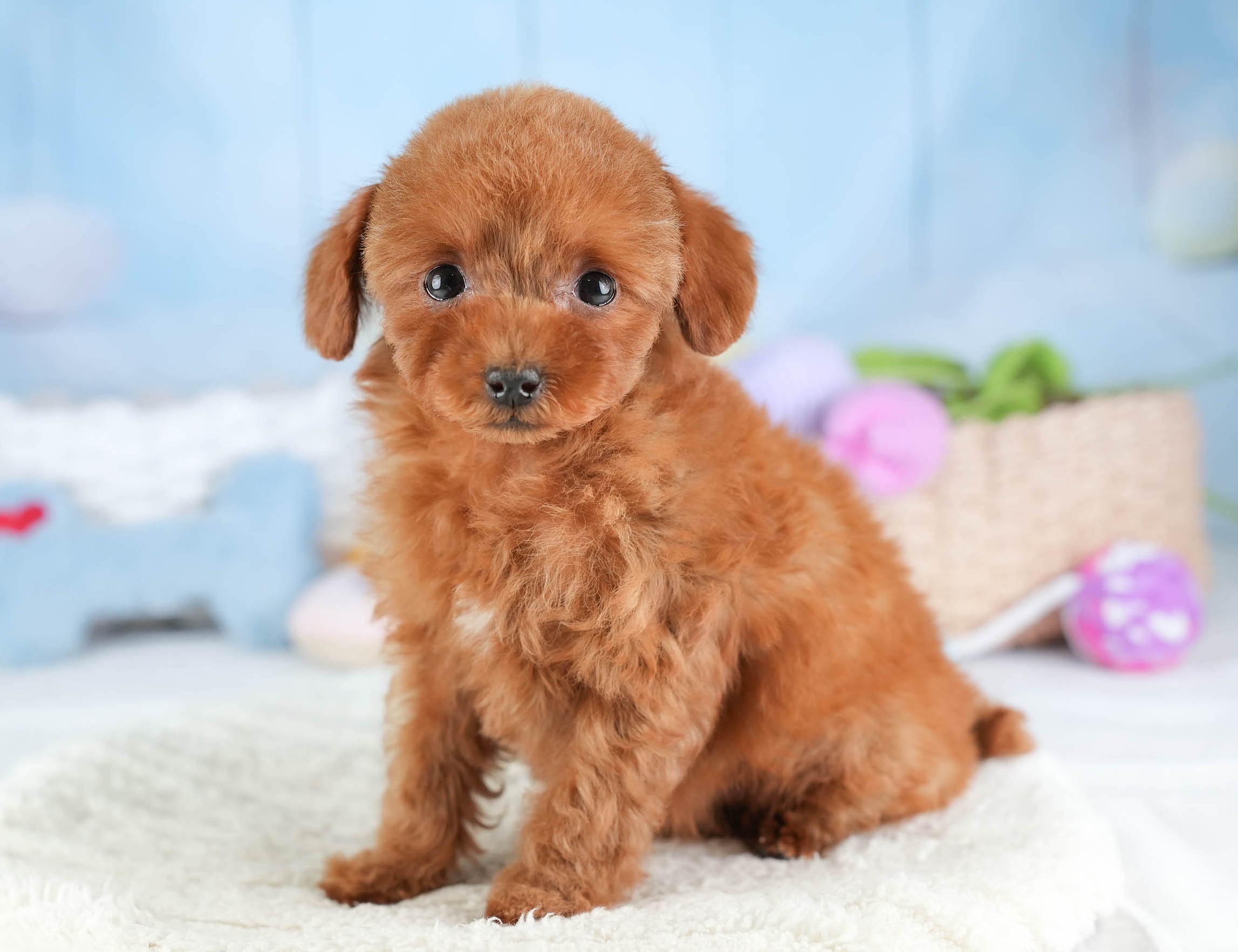 タイニー・プードル | 女の子 | レッド | 2025年12月17日