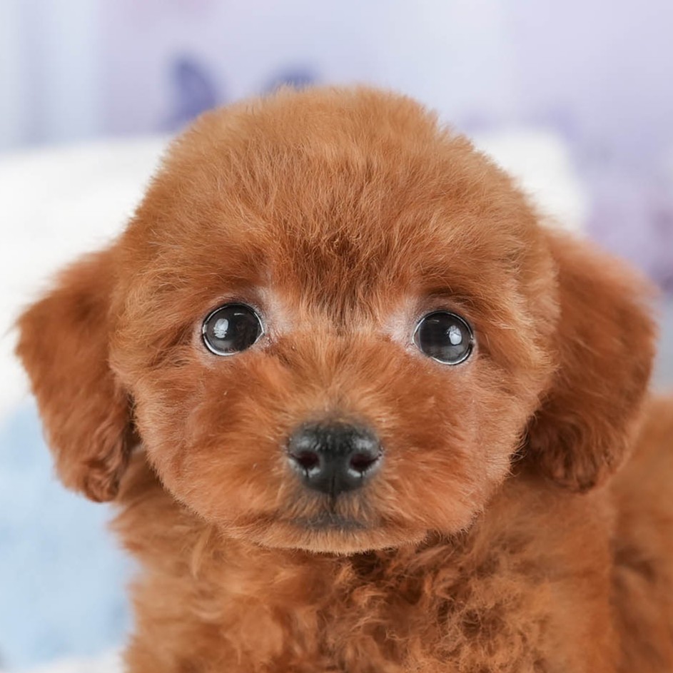 タイニー・プードル | 女の子 | レッド | 2025年12月17日