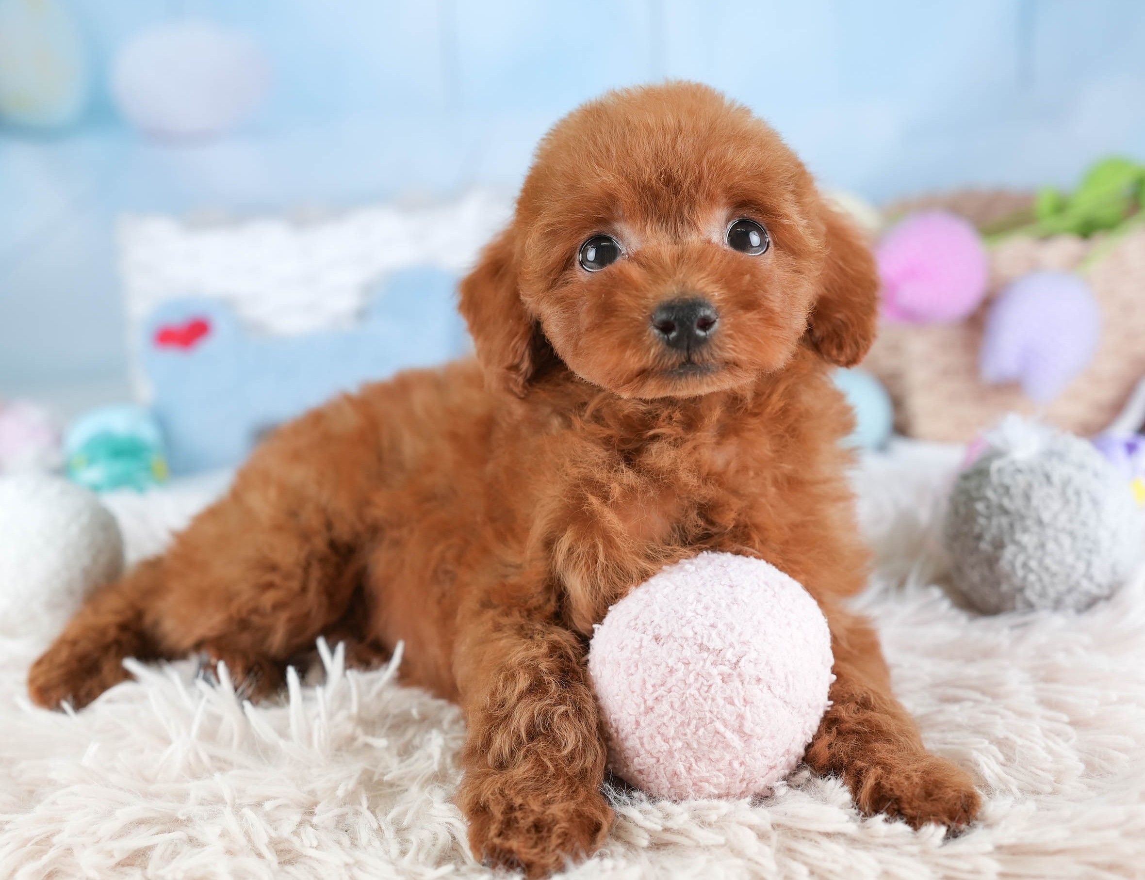 タイニー・プードル | 女の子 | レッド | 2025年12月17日