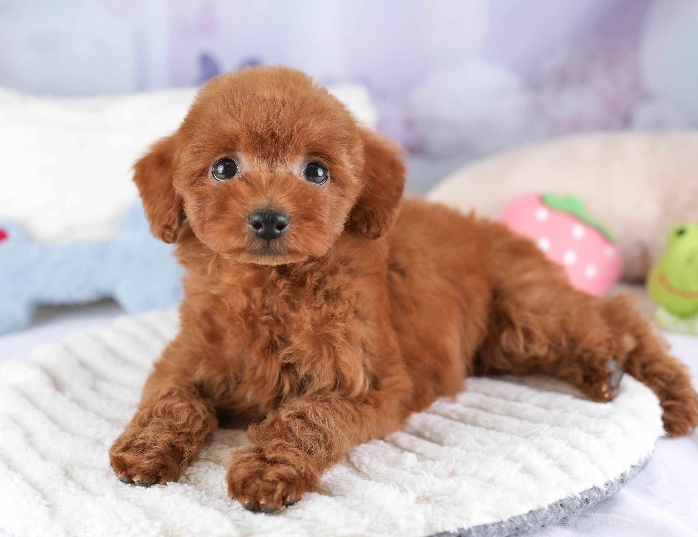 タイニー・プードル | 女の子 | レッド | 2025年12月17日