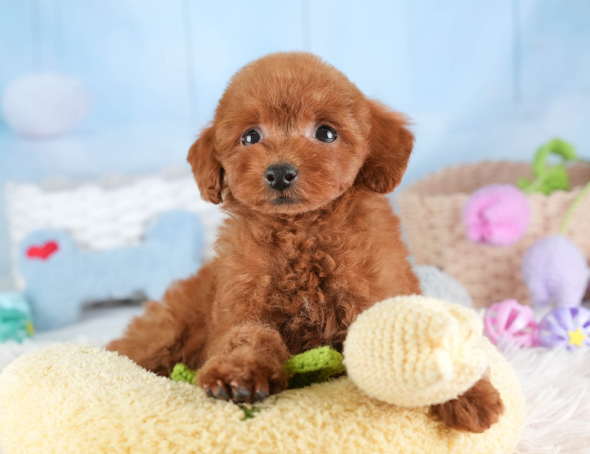 タイニー・プードル | 女の子 | レッド | 2025年12月17日