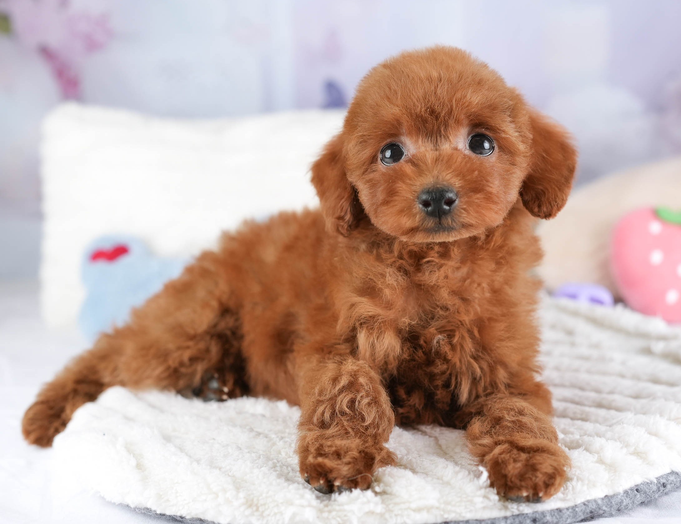 タイニー・プードル | 女の子 | レッド | 2025年12月17日