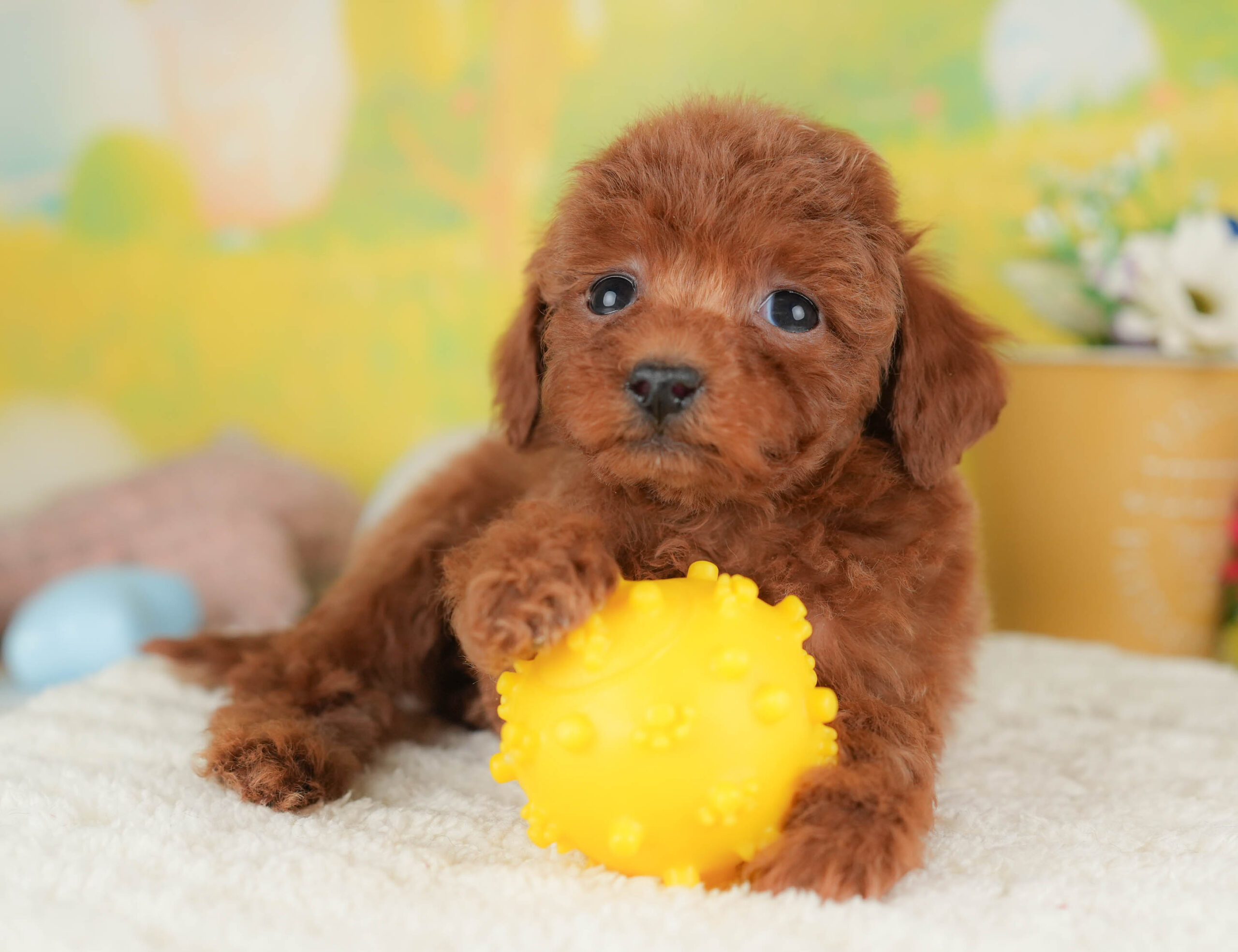 タイニー・プードル | 女の子 | レッド | 2025年12月17日