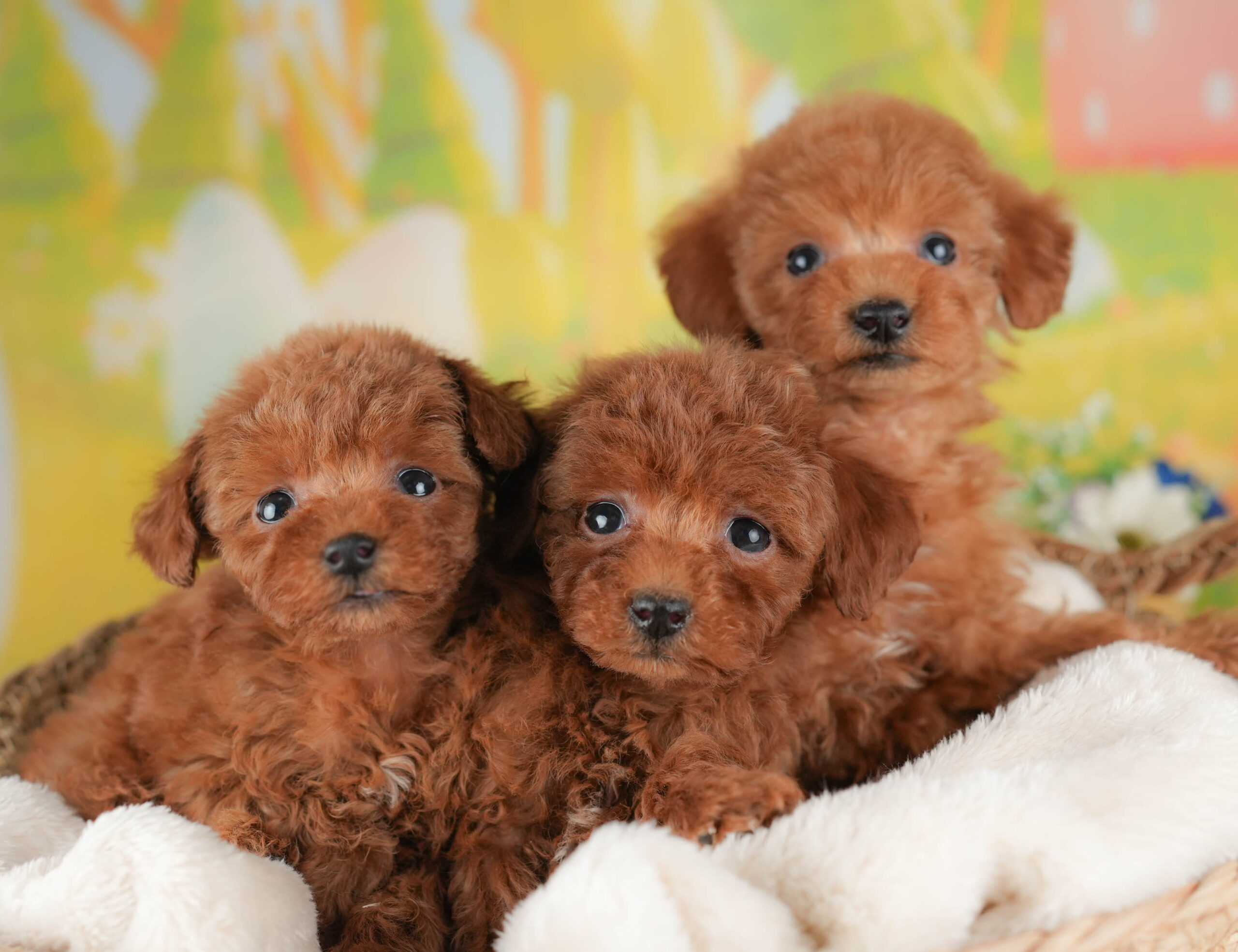 タイニー・プードル | 女の子 | レッド | 2025年12月17日